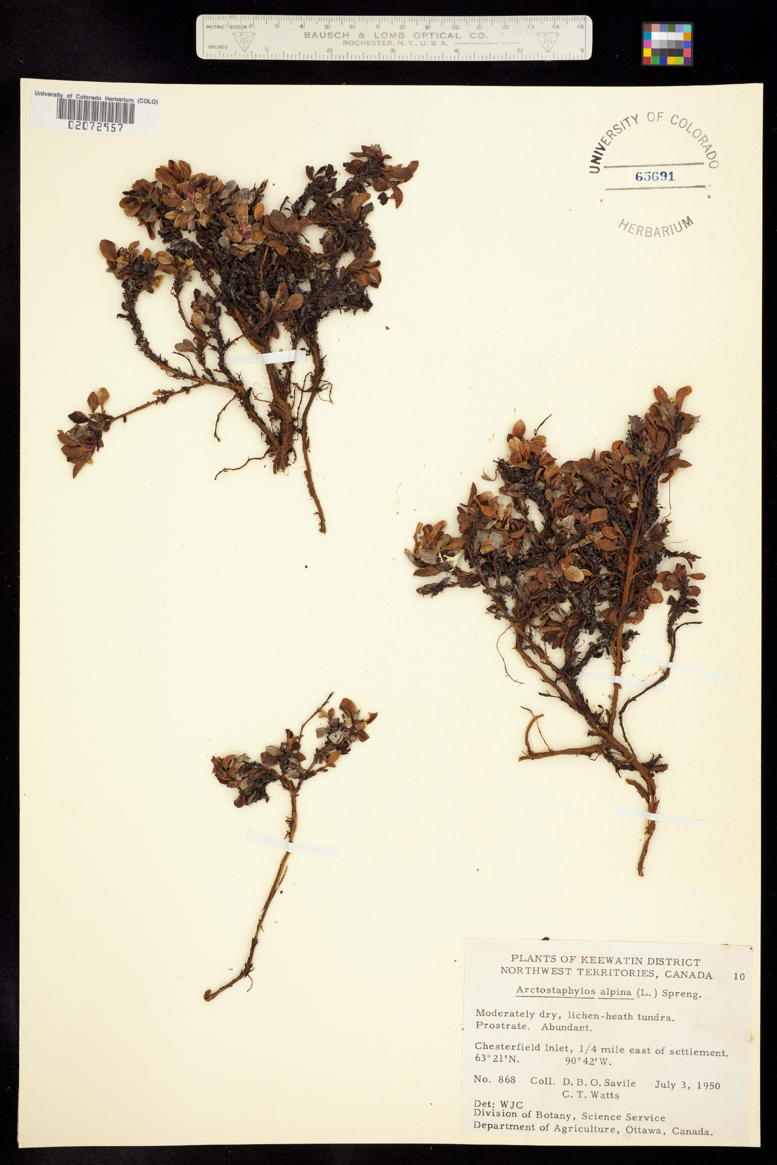 Arctostaphylos alpina image