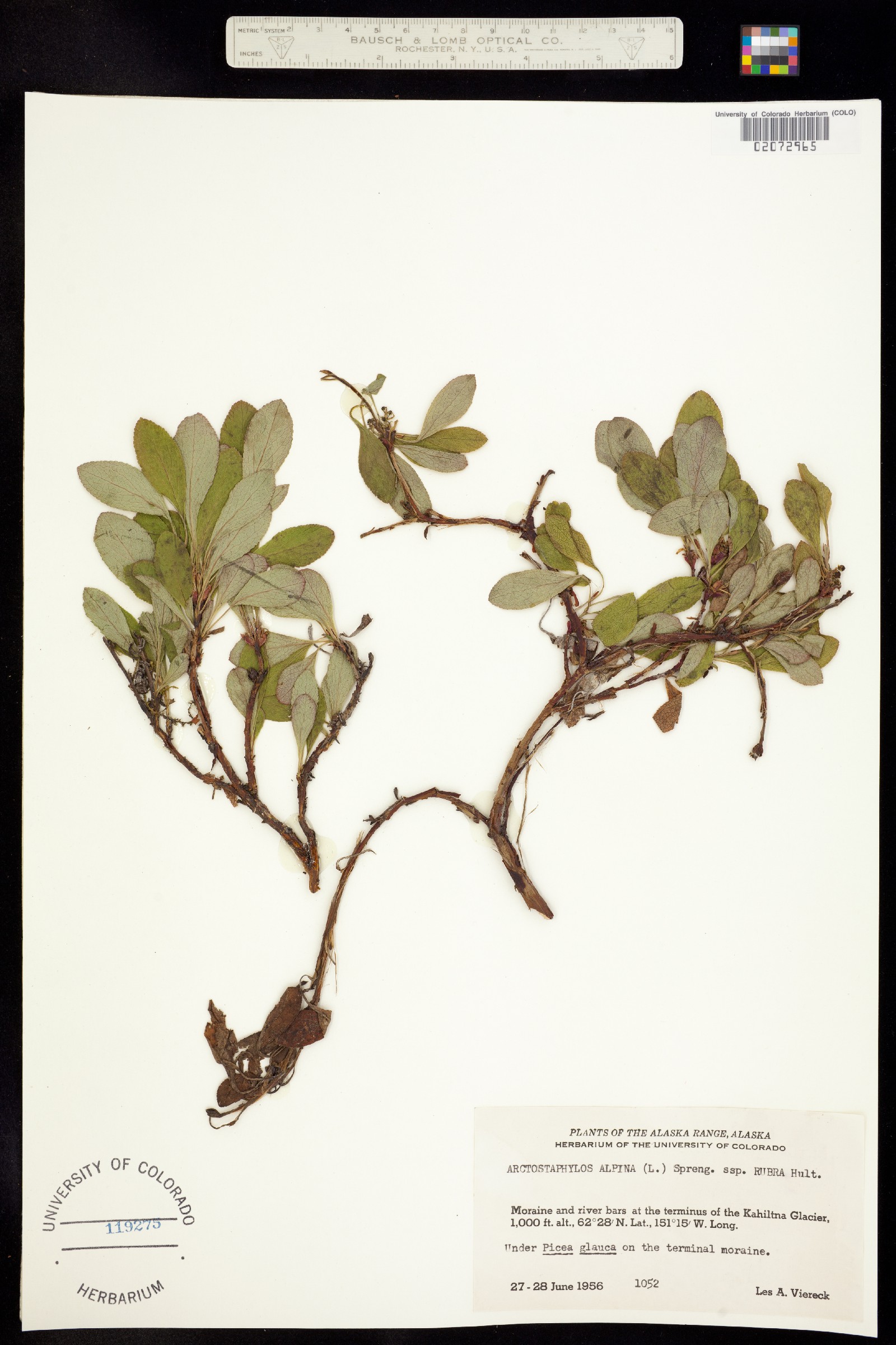 Arctostaphylos alpina image