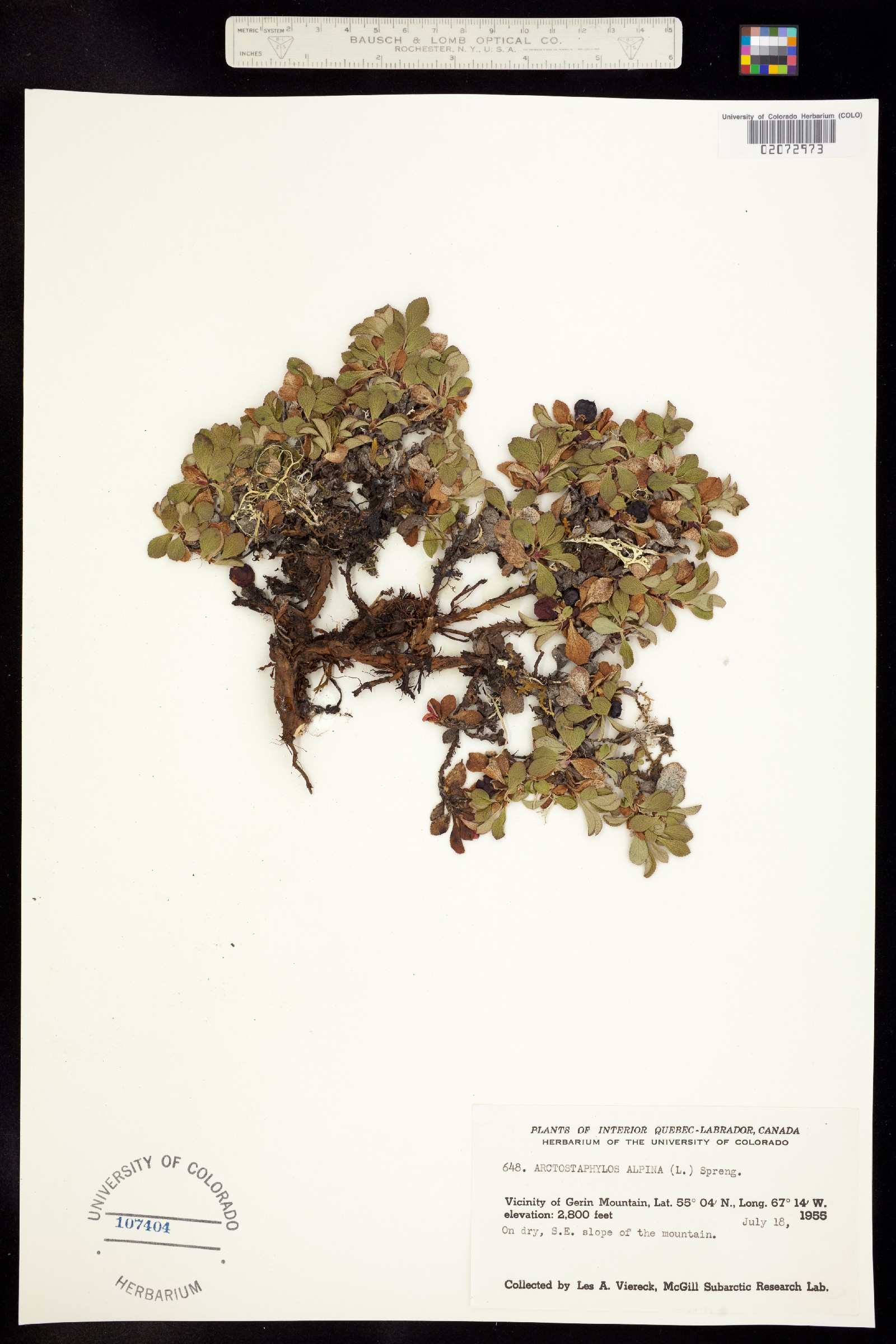 Arctostaphylos alpina image