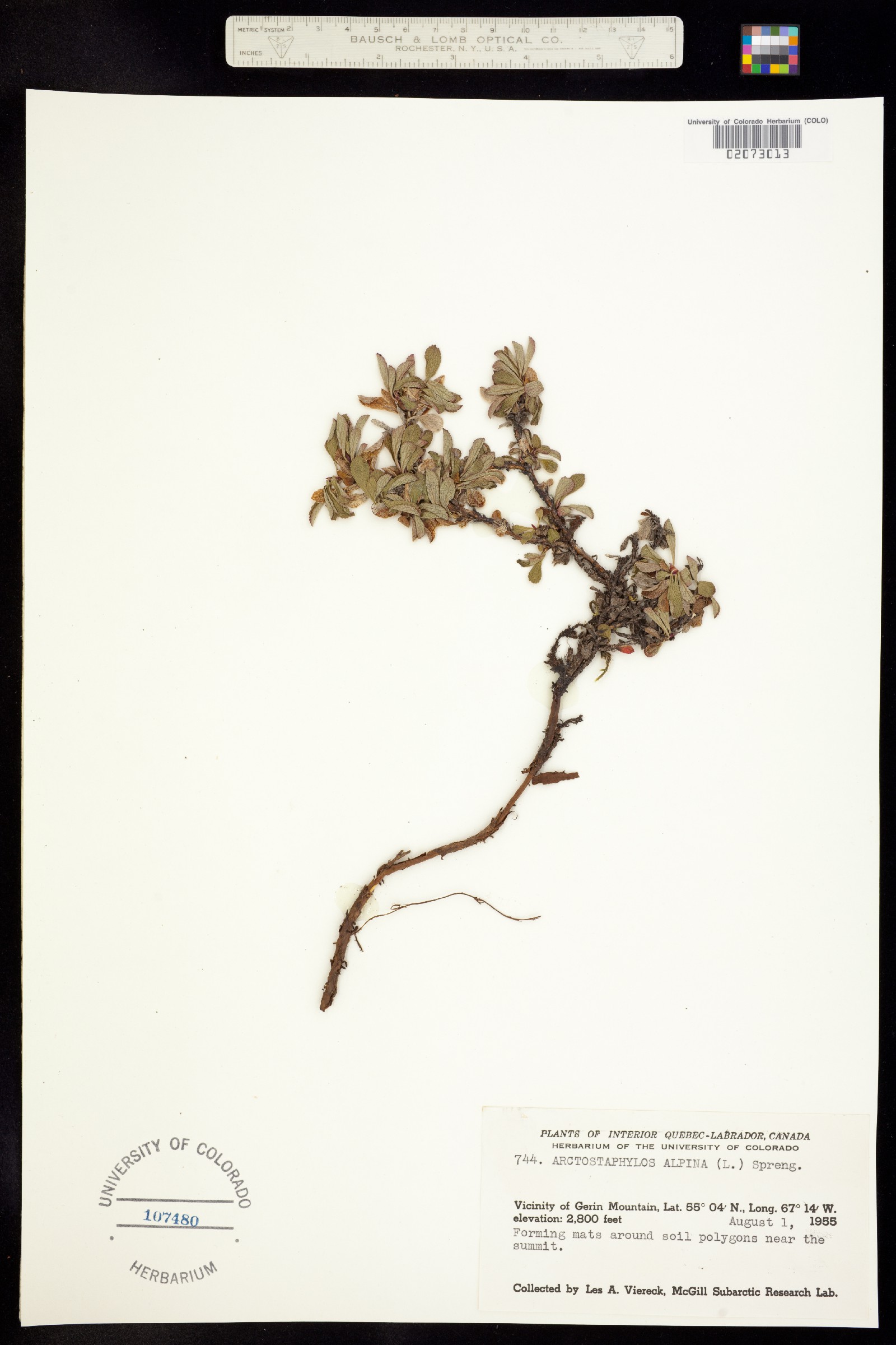 Arctostaphylos alpina image