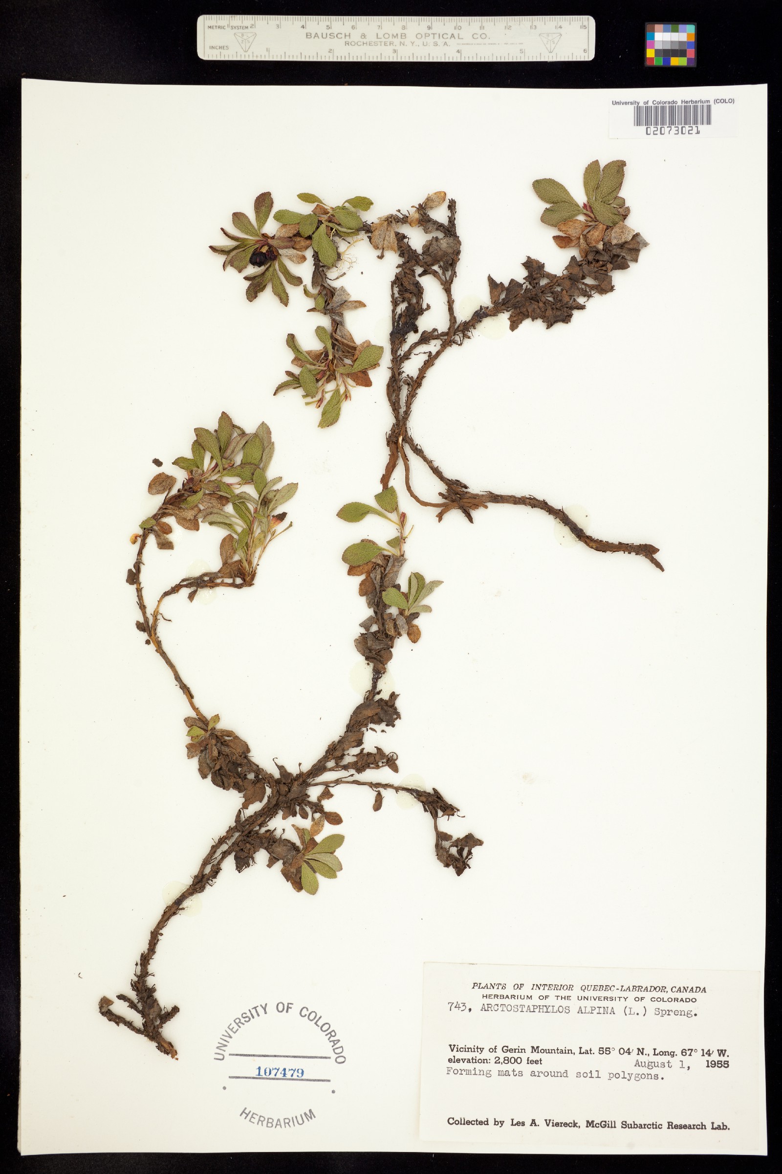 Arctostaphylos alpina image