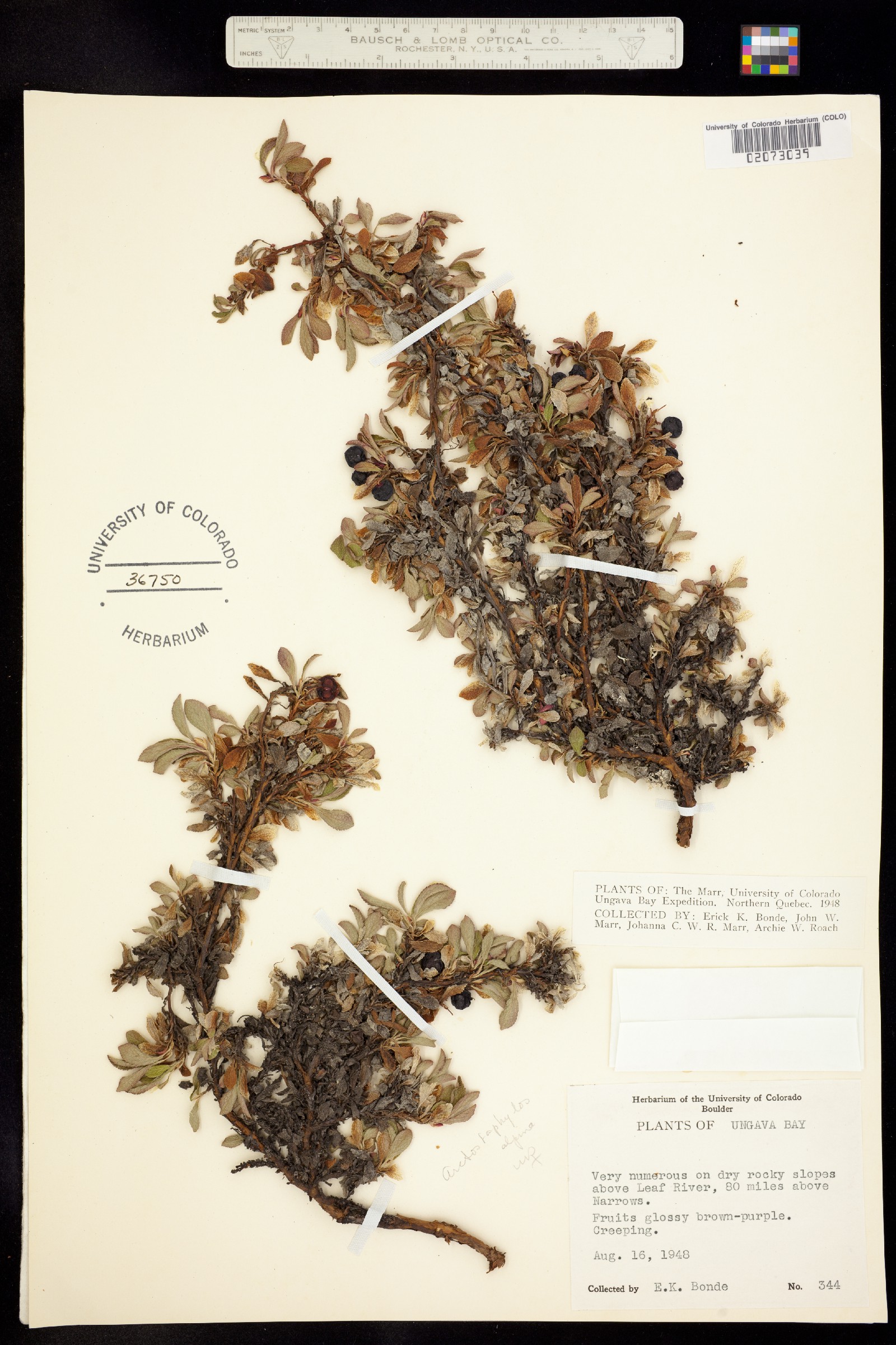 Arctostaphylos alpina image