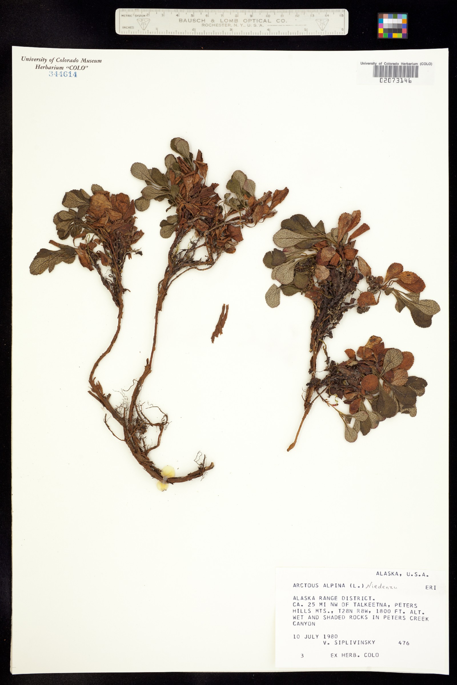 Arctous alpina image