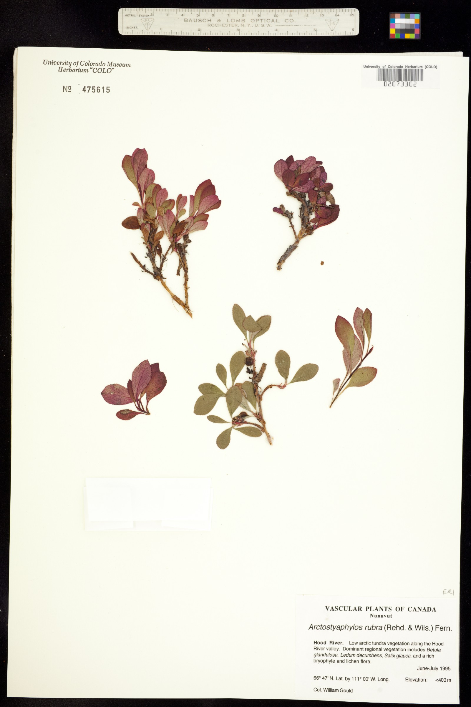 Arctous rubra image