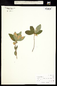Azaleastrum albiflorum image