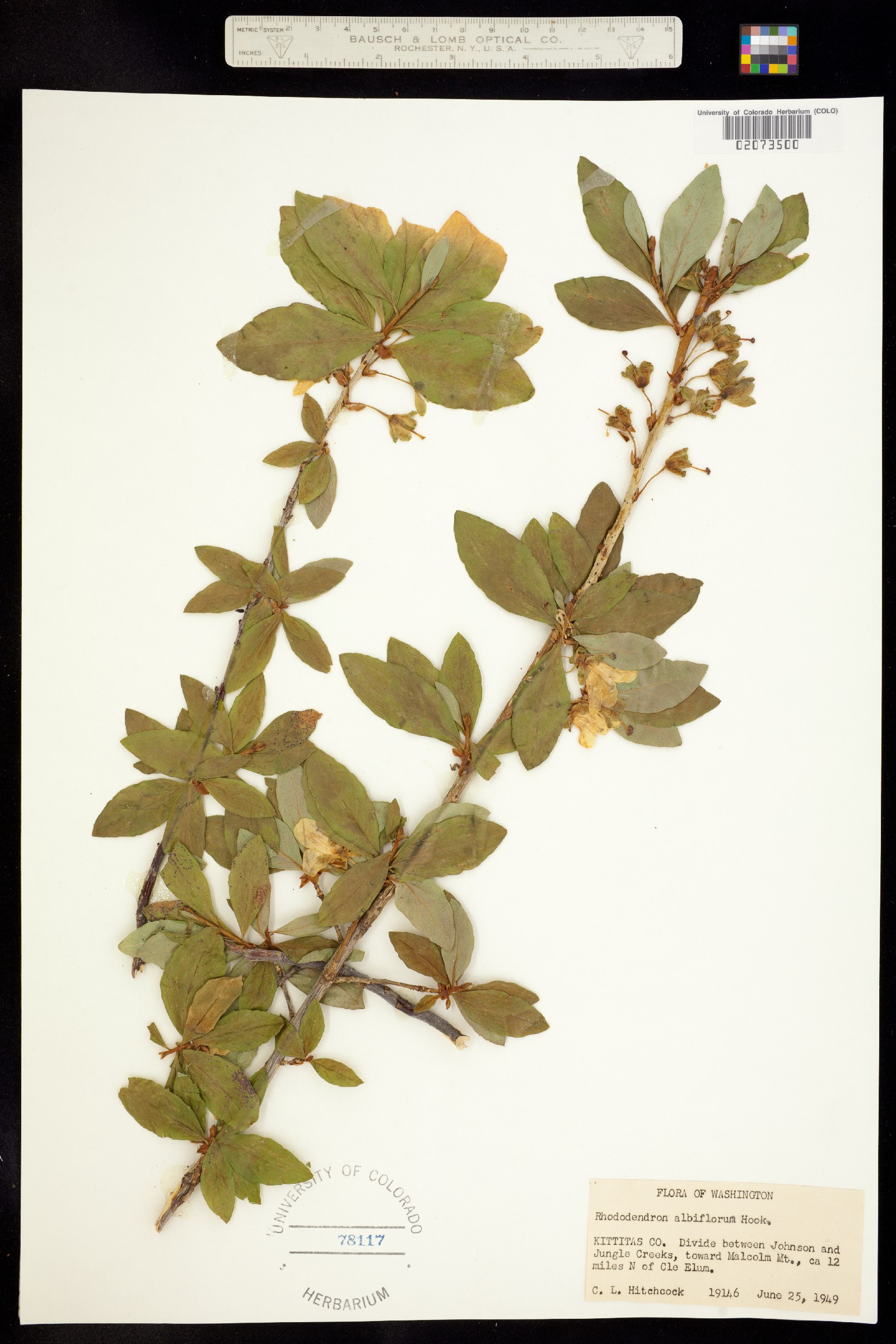 Azaleastrum image