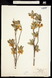 Azaleastrum albiflorum image