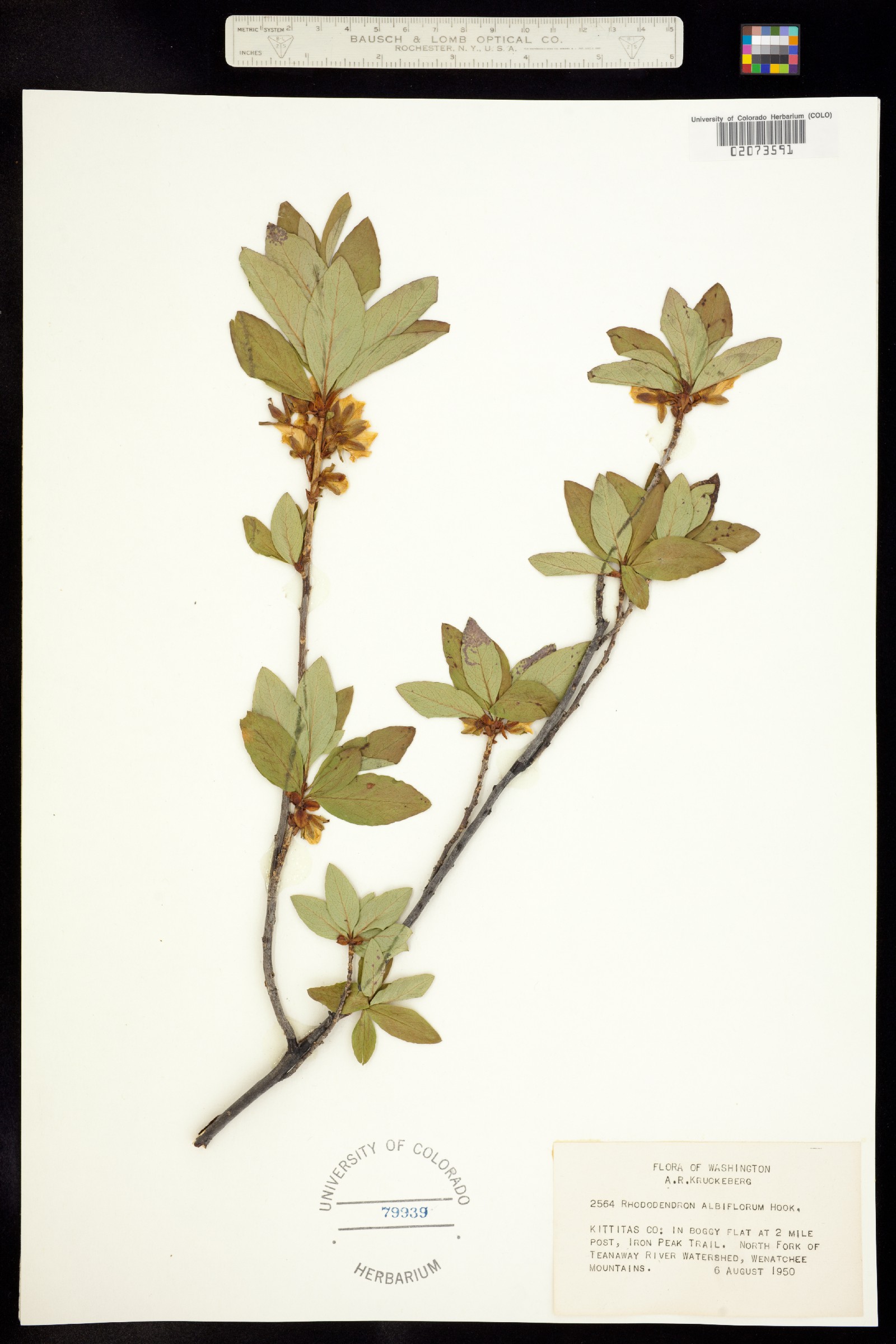 Rhododendron albiflorum image