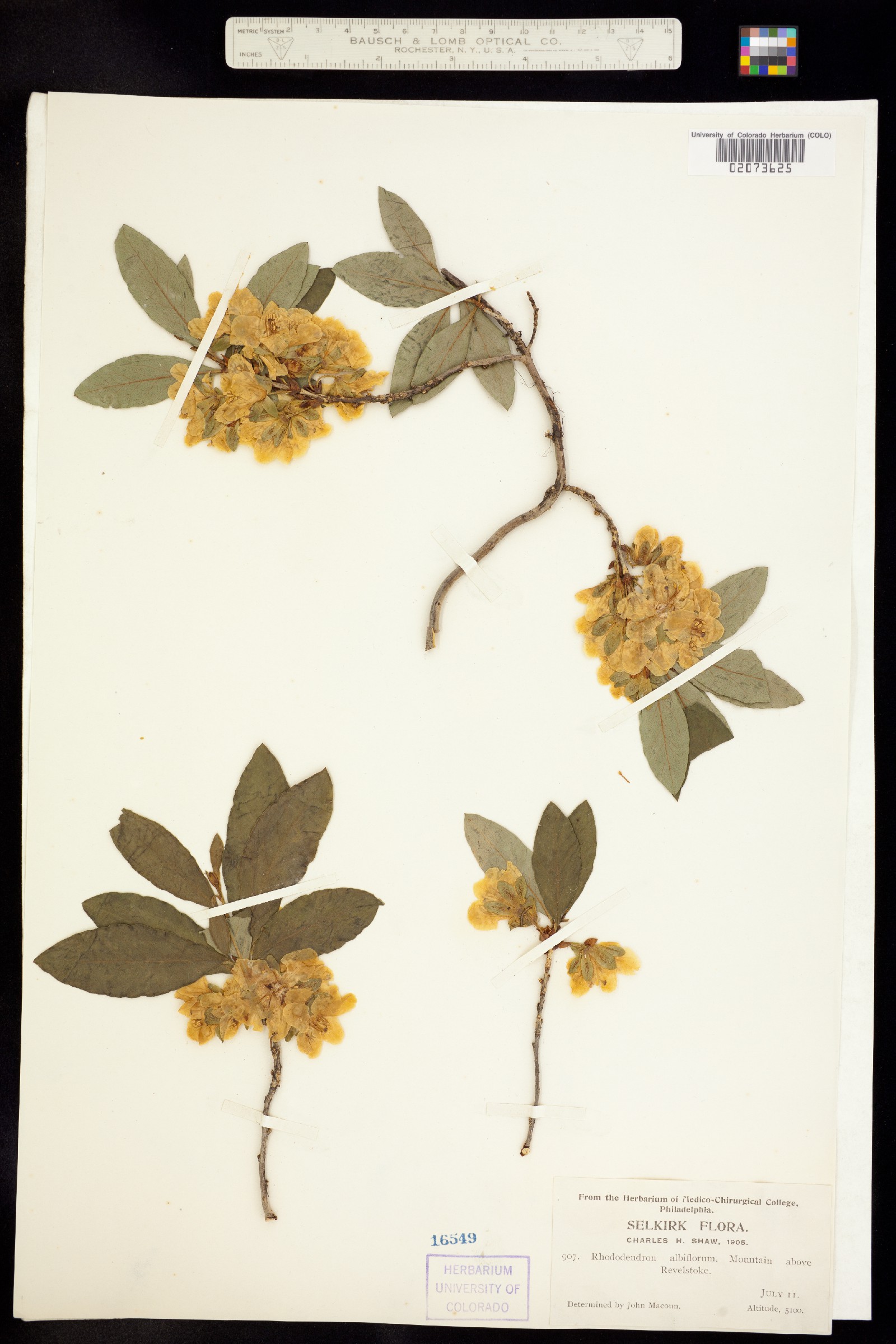 Rhododendron albiflorum image