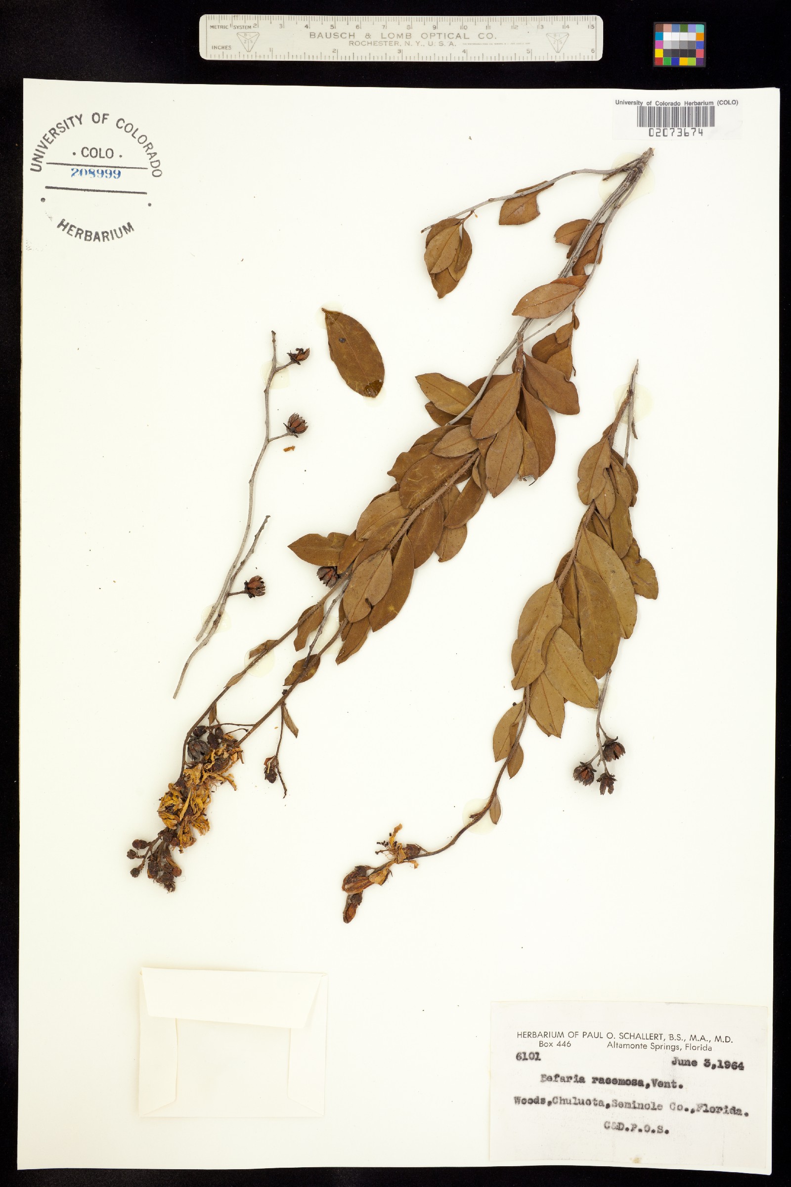Bejaria racemosa image
