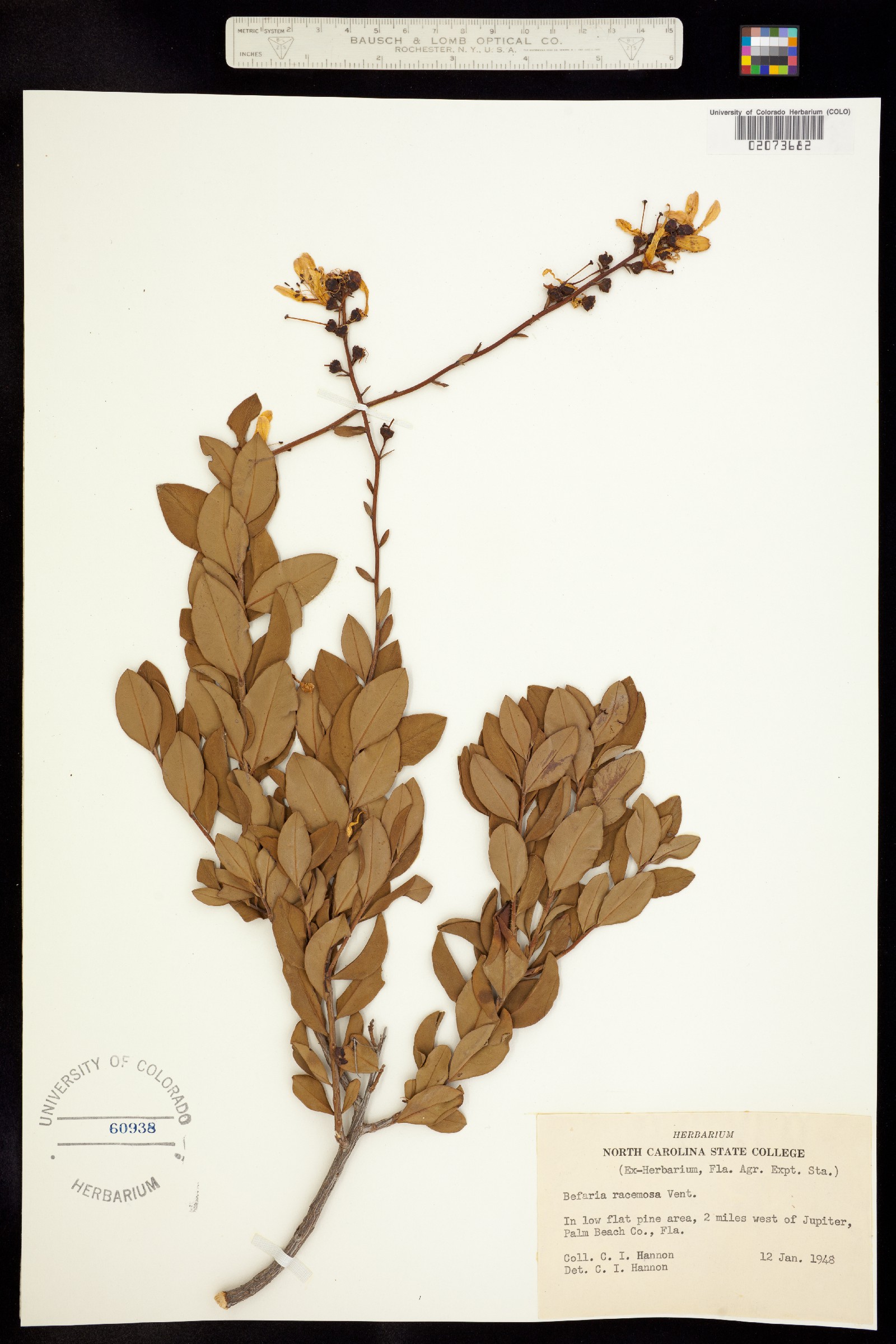 Bejaria racemosa image