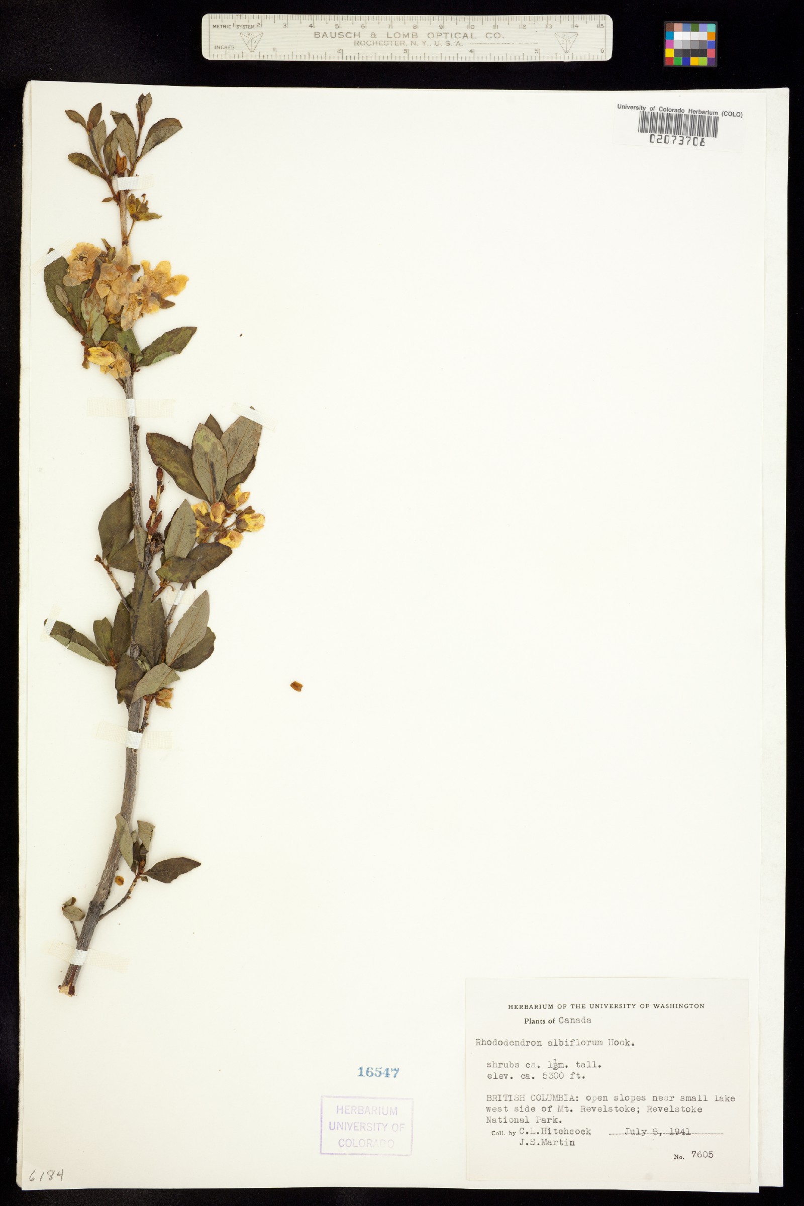Rhododendron albiflorum image