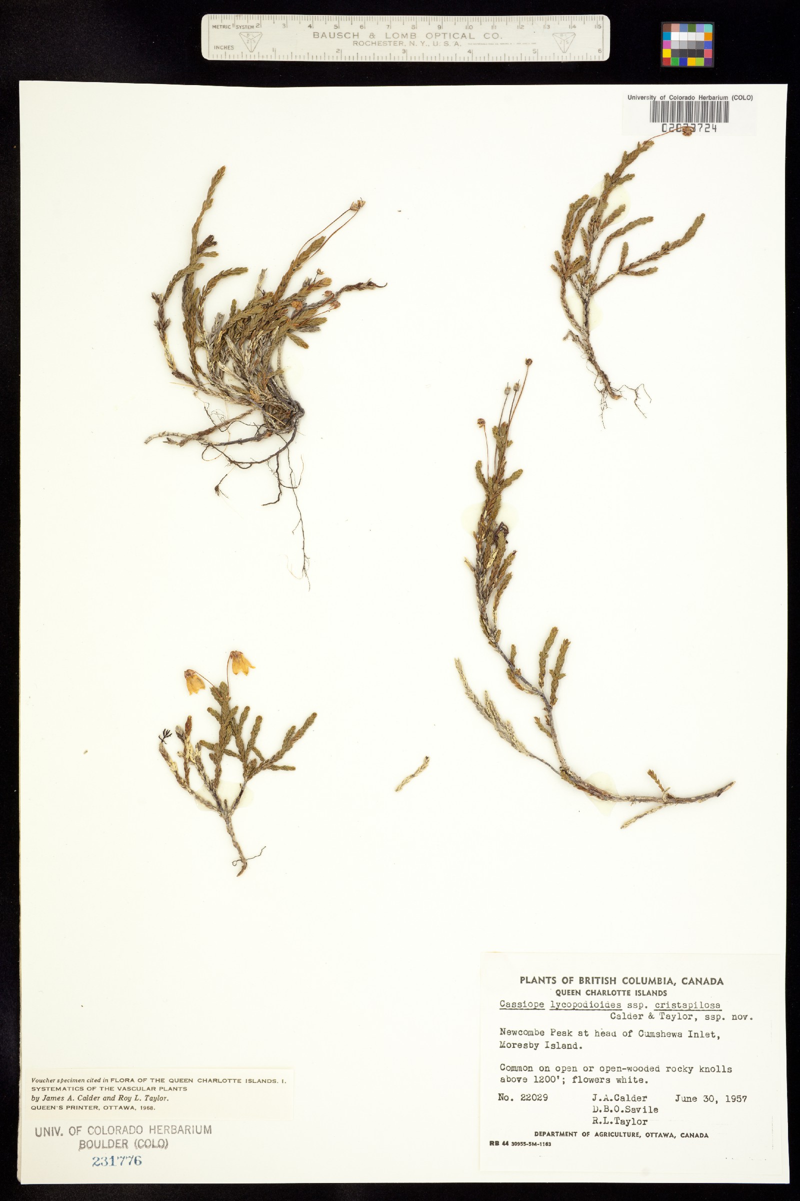 Cassiope lycopodioides image