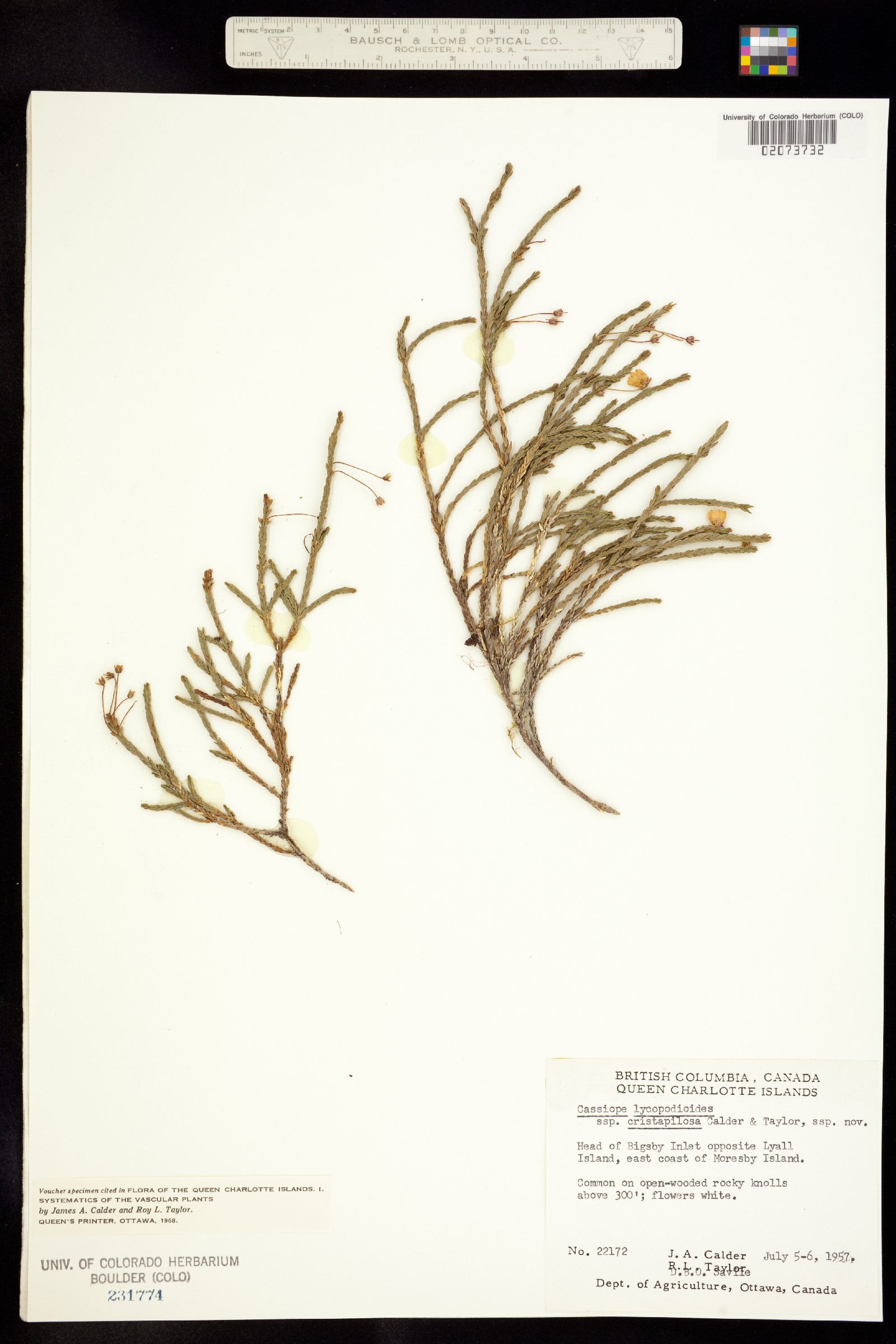 Cassiope lycopodioides image