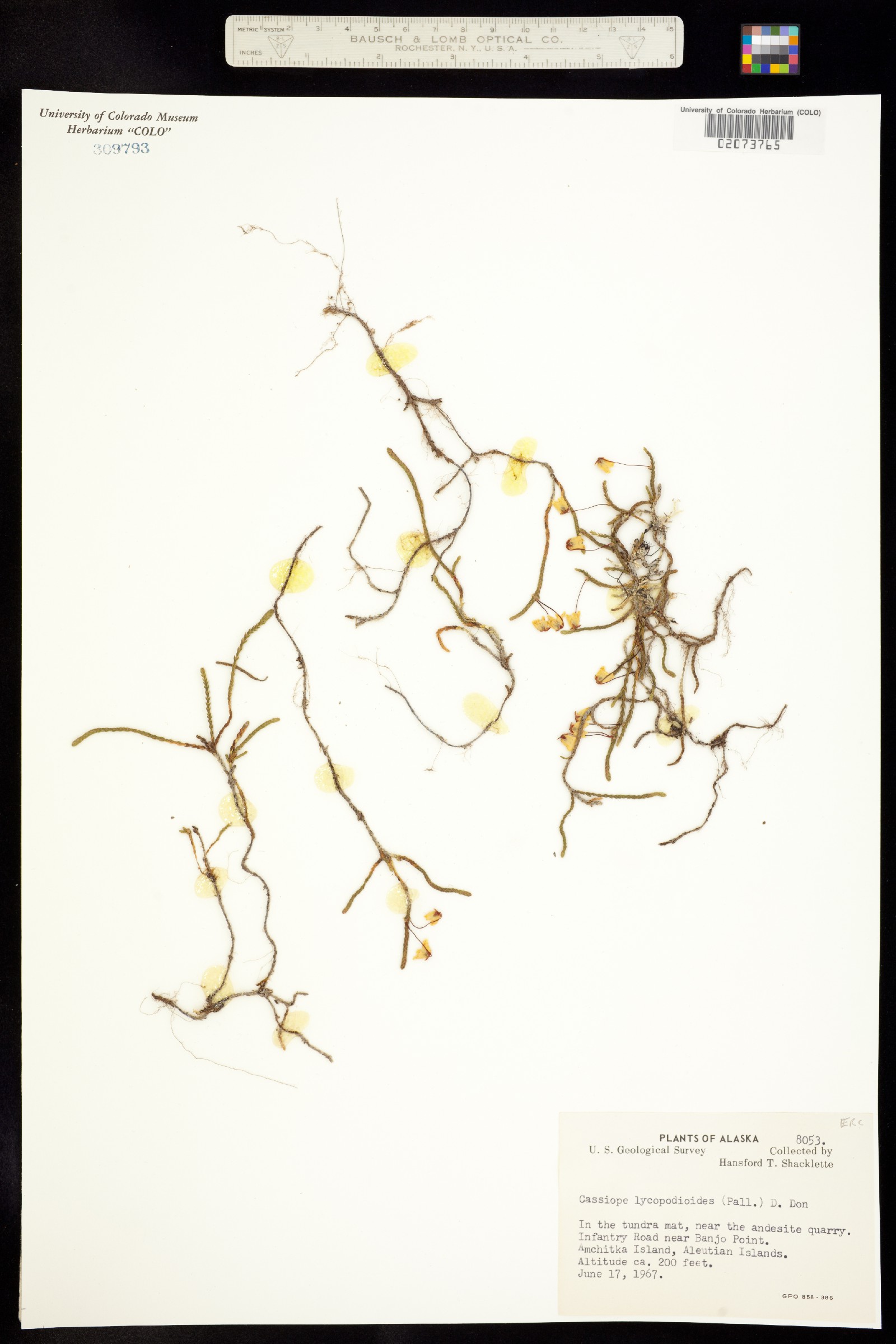 Cassiope lycopodioides image