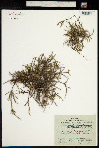 Cassiope lycopodioides image