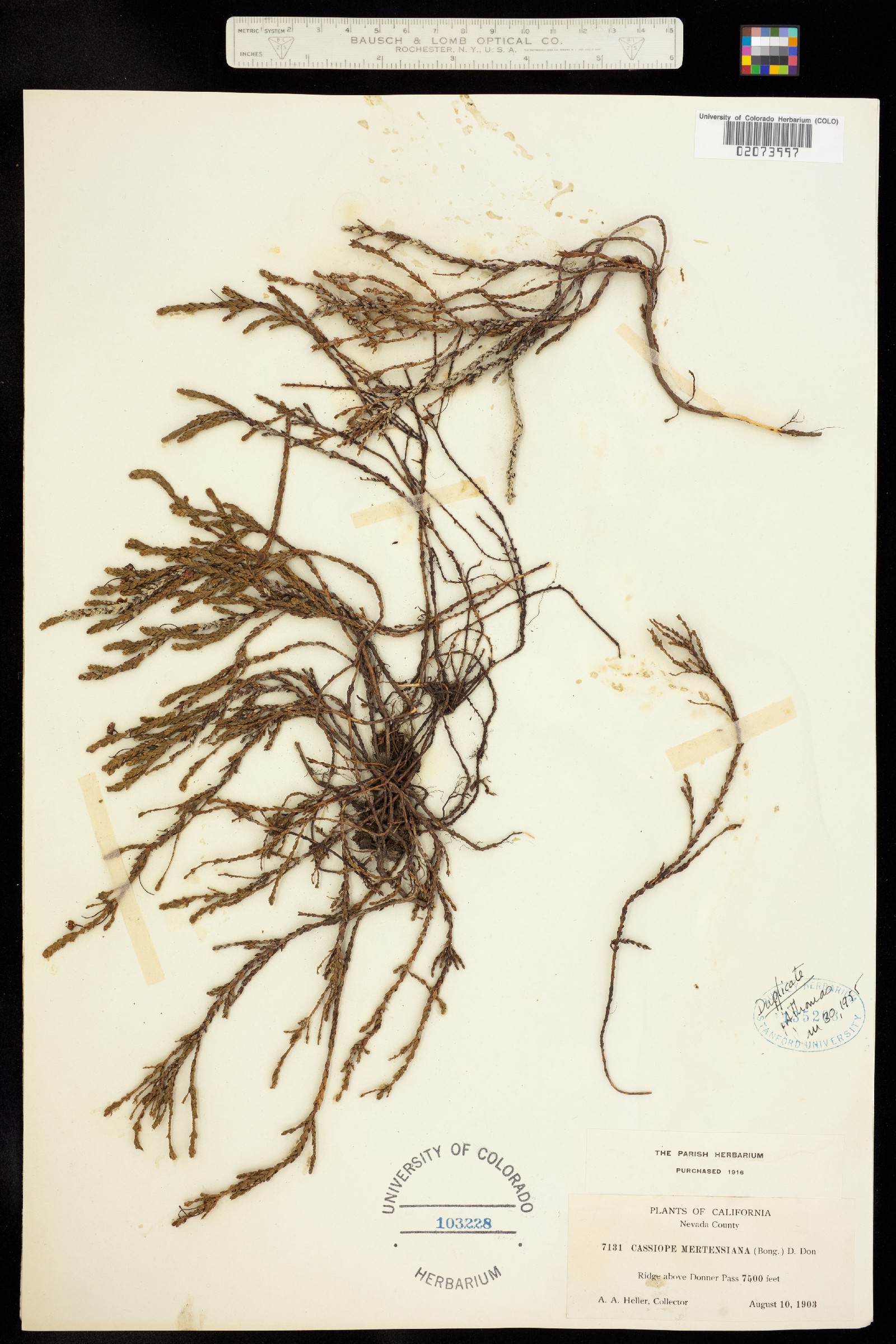 Cassiope mertensiana image