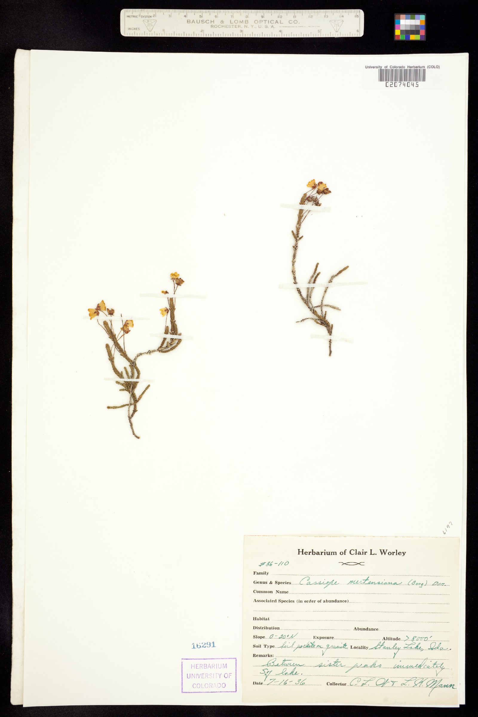 Cassiope mertensiana image