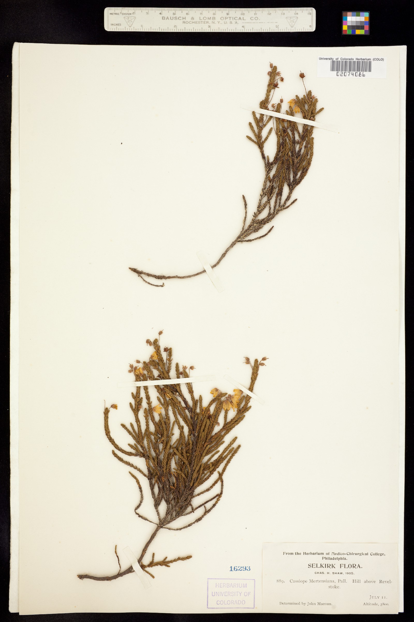 Cassiope mertensiana image