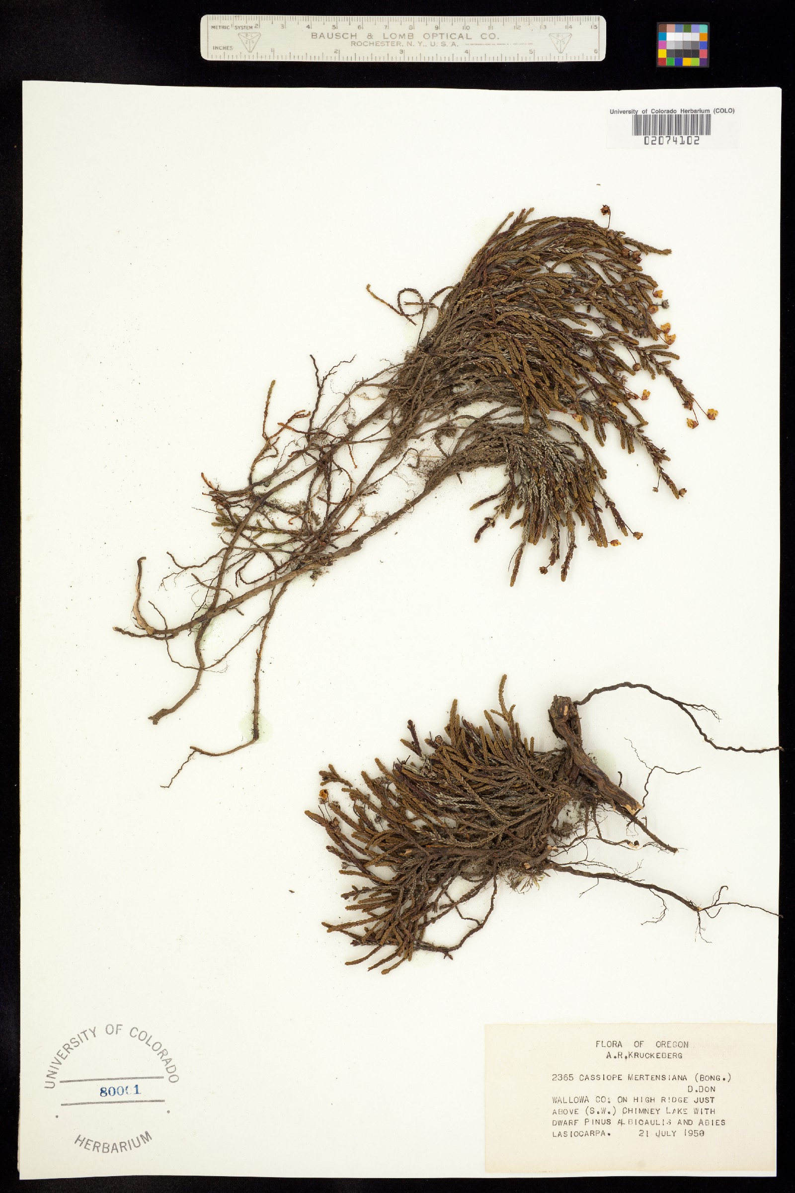 Cassiope mertensiana image