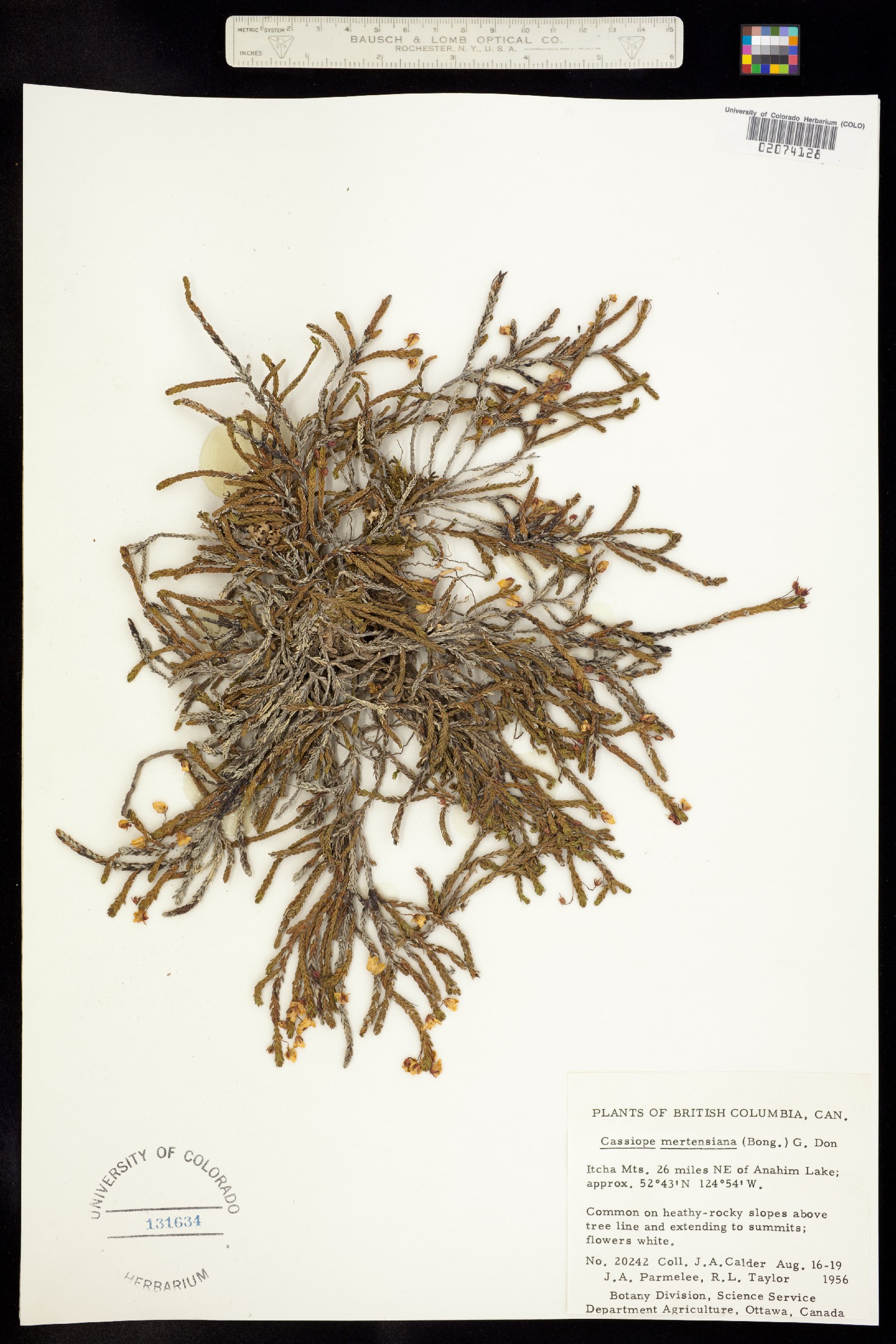 Cassiope mertensiana image