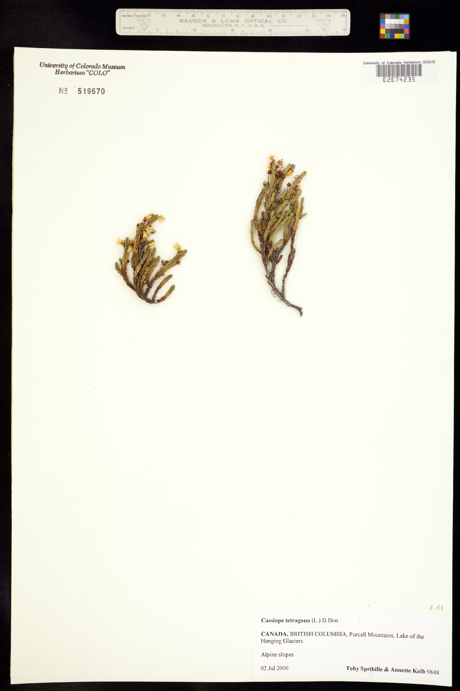 Cassiope tetragona image