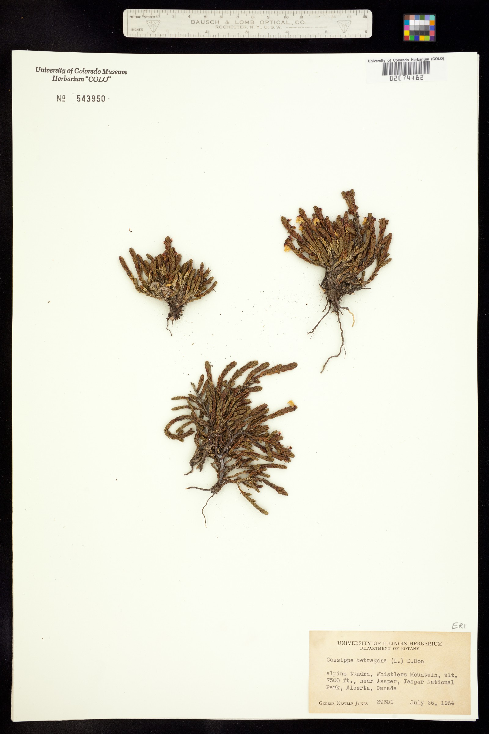 Cassiope tetragona image