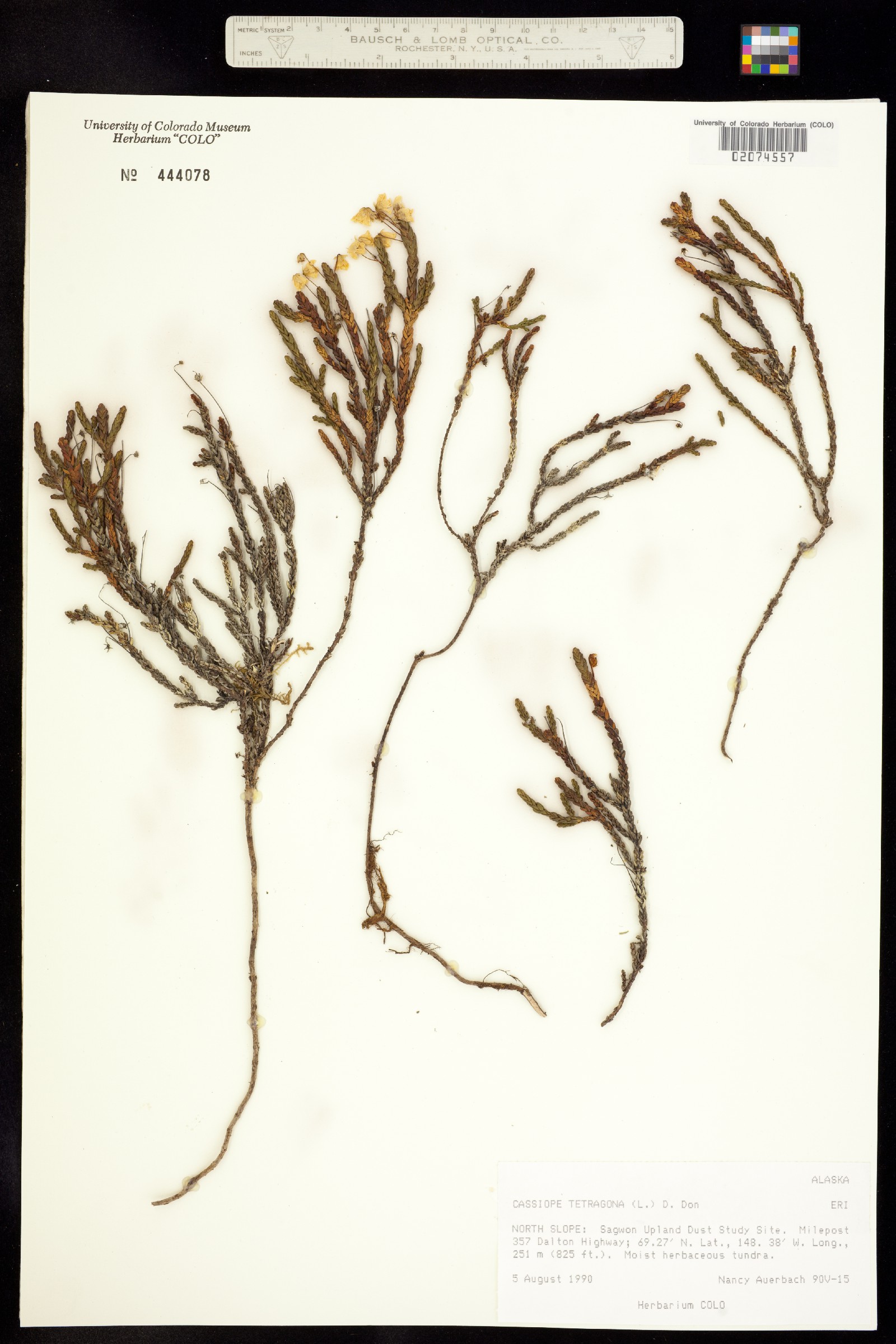 Cassiope tetragona image