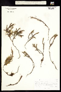 Cassiope tetragona image