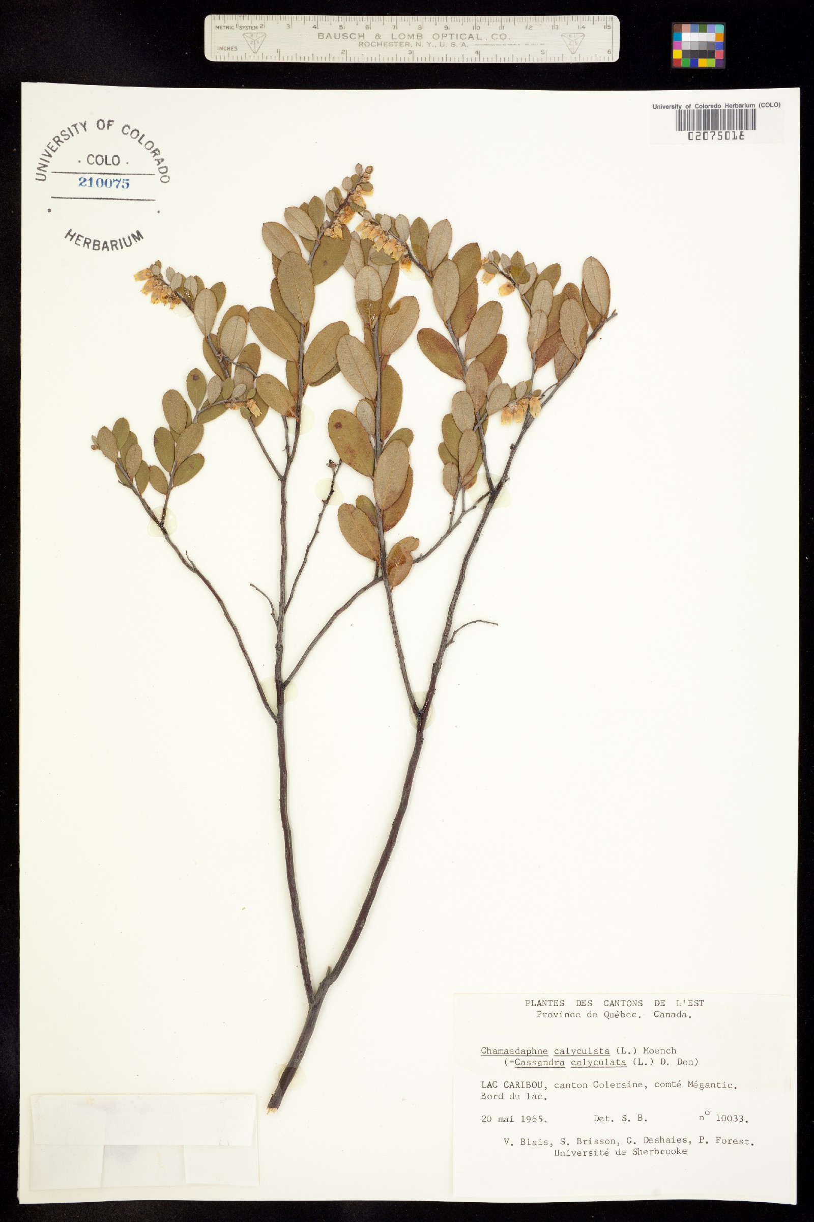Chamaedaphne calyculata image