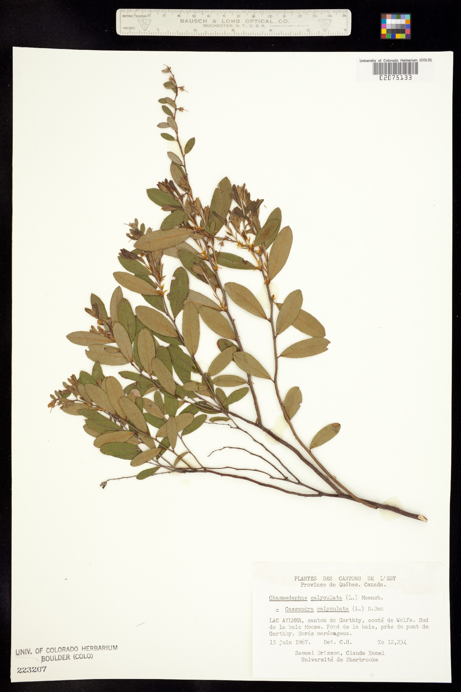 Chamaedaphne calyculata image