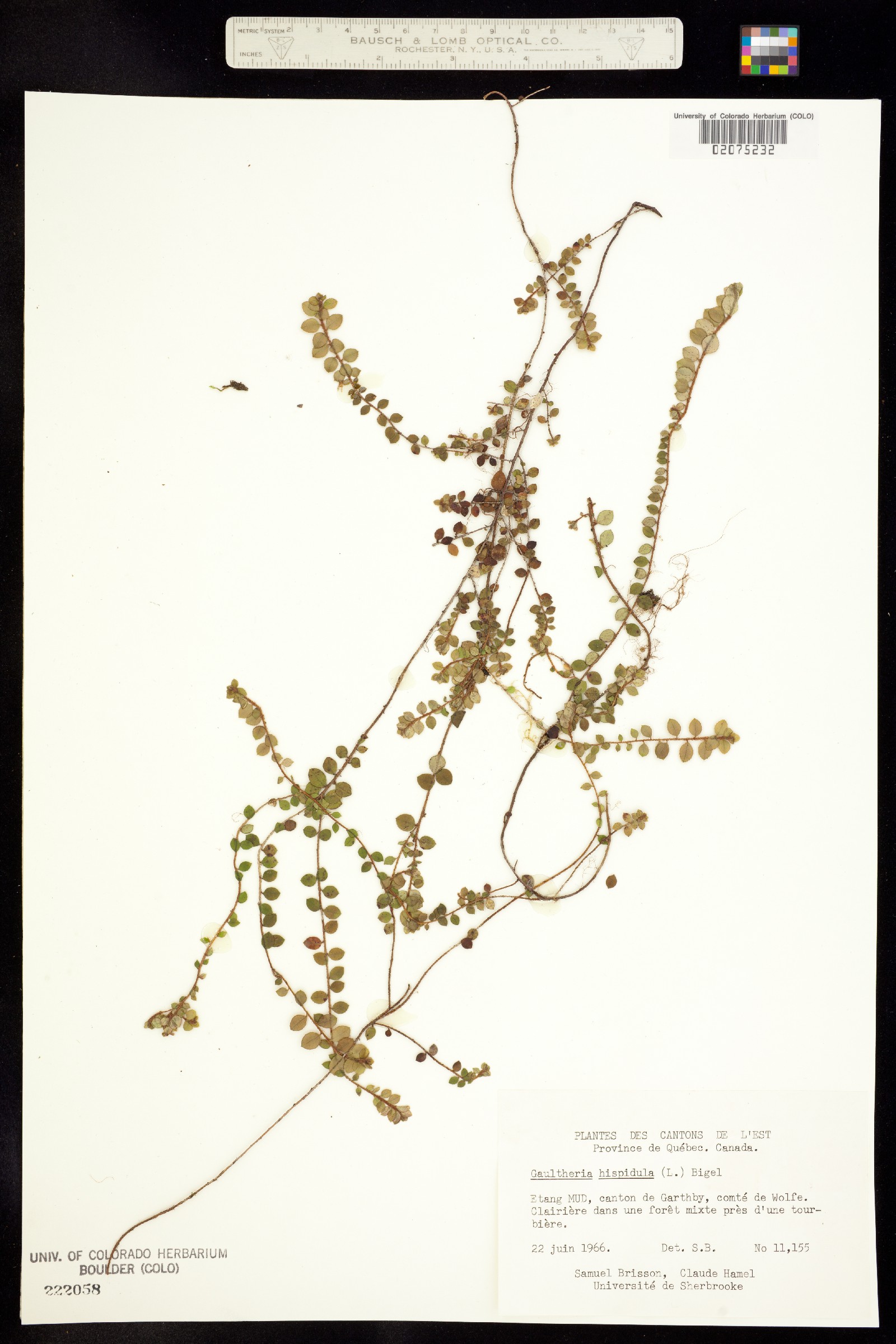 Gaultheria hispidula image