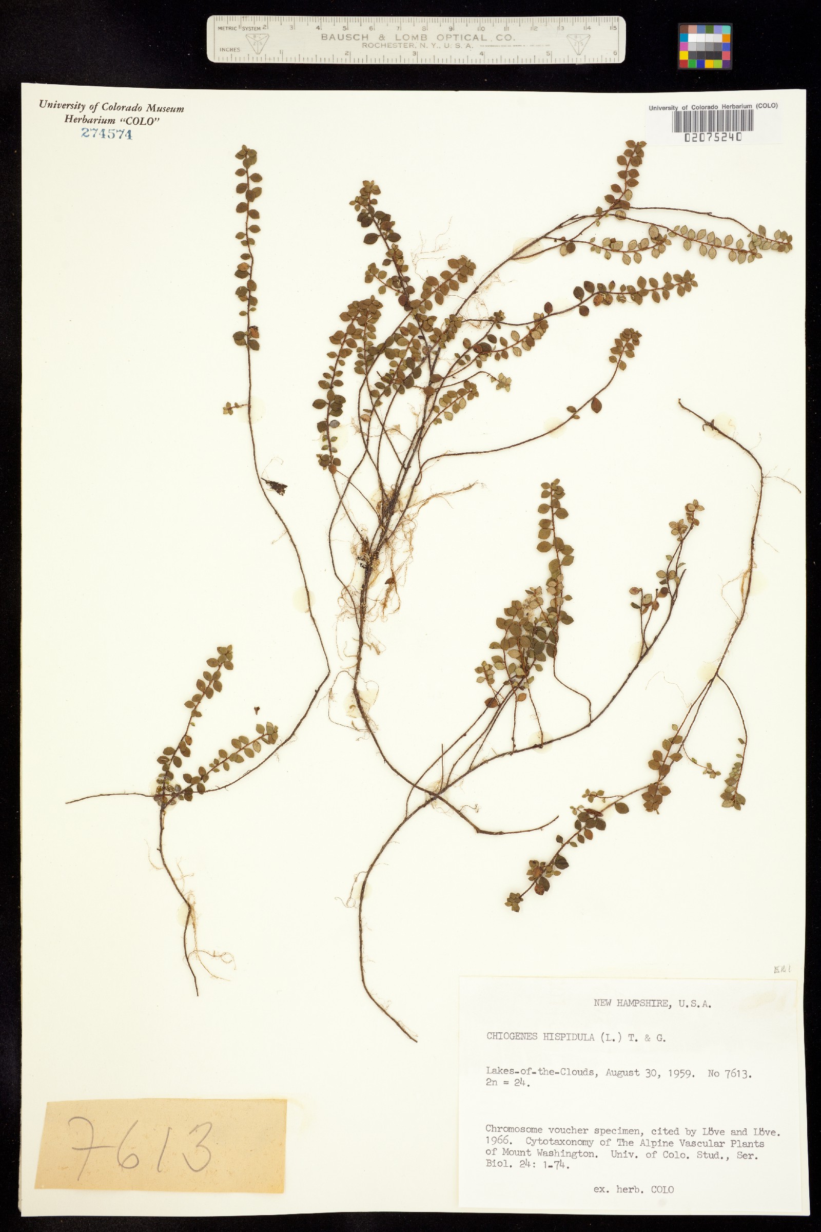 Gaultheria hispidula image
