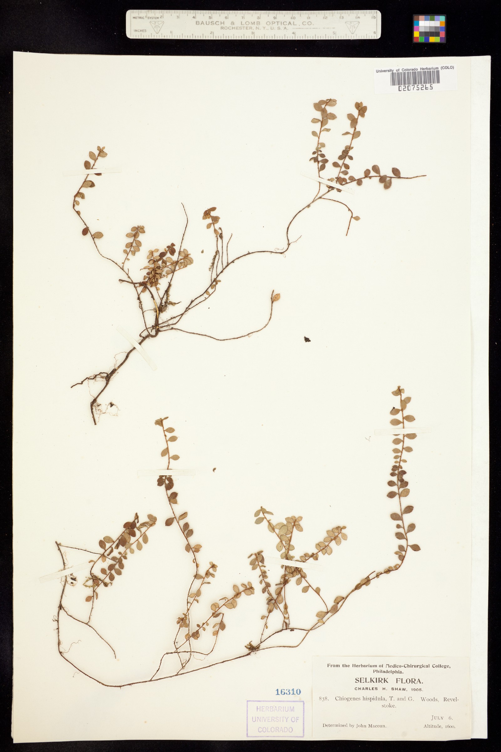 Gaultheria hispidula image
