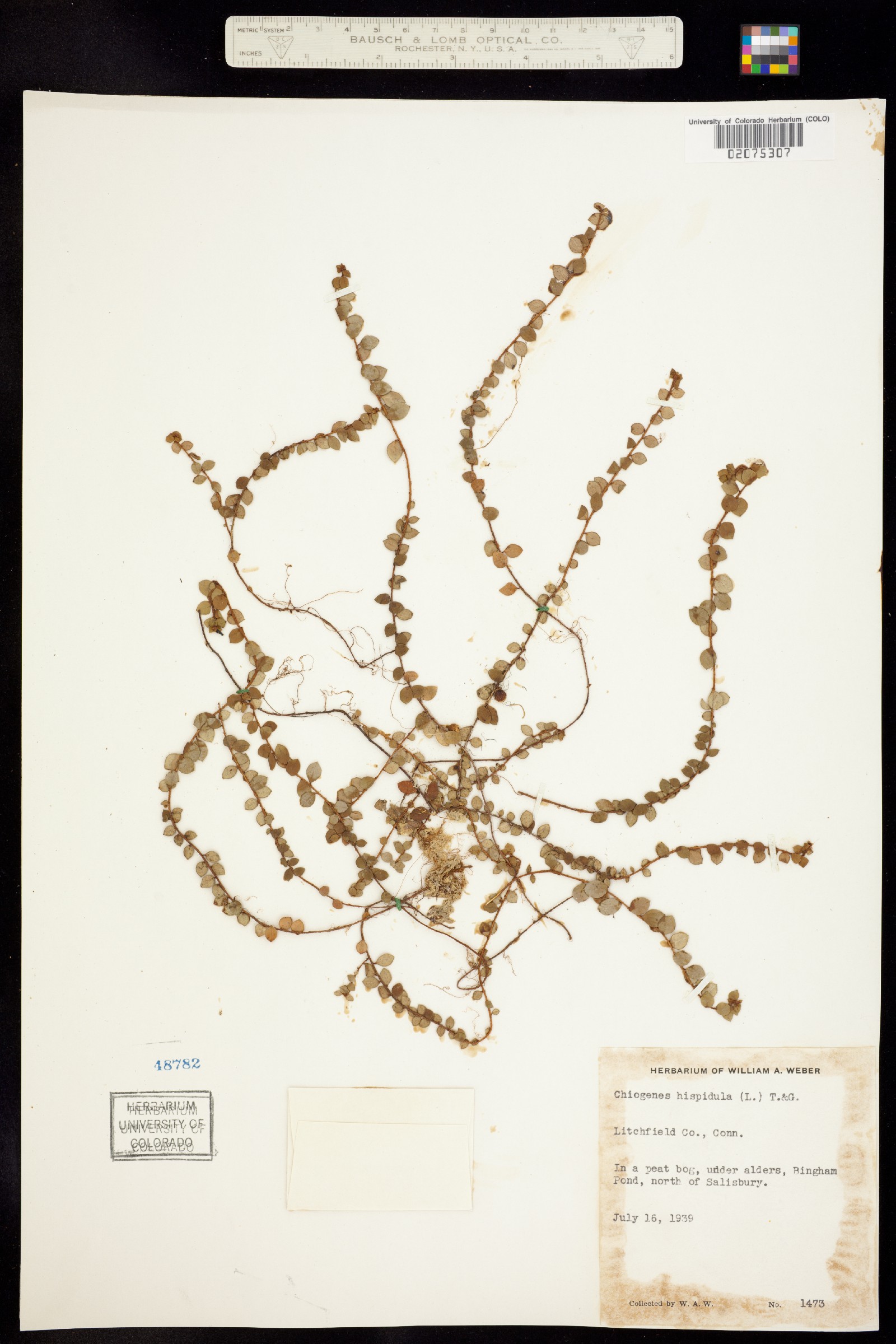 Gaultheria hispidula image