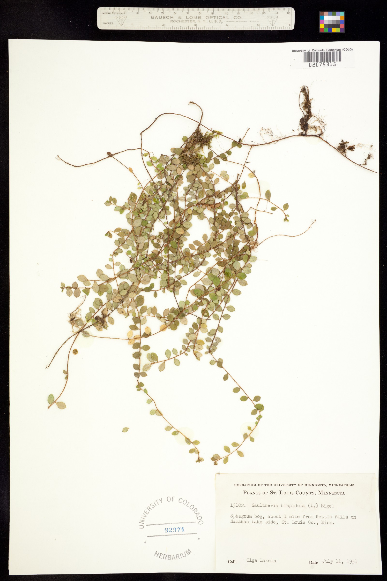 Gaultheria hispidula image