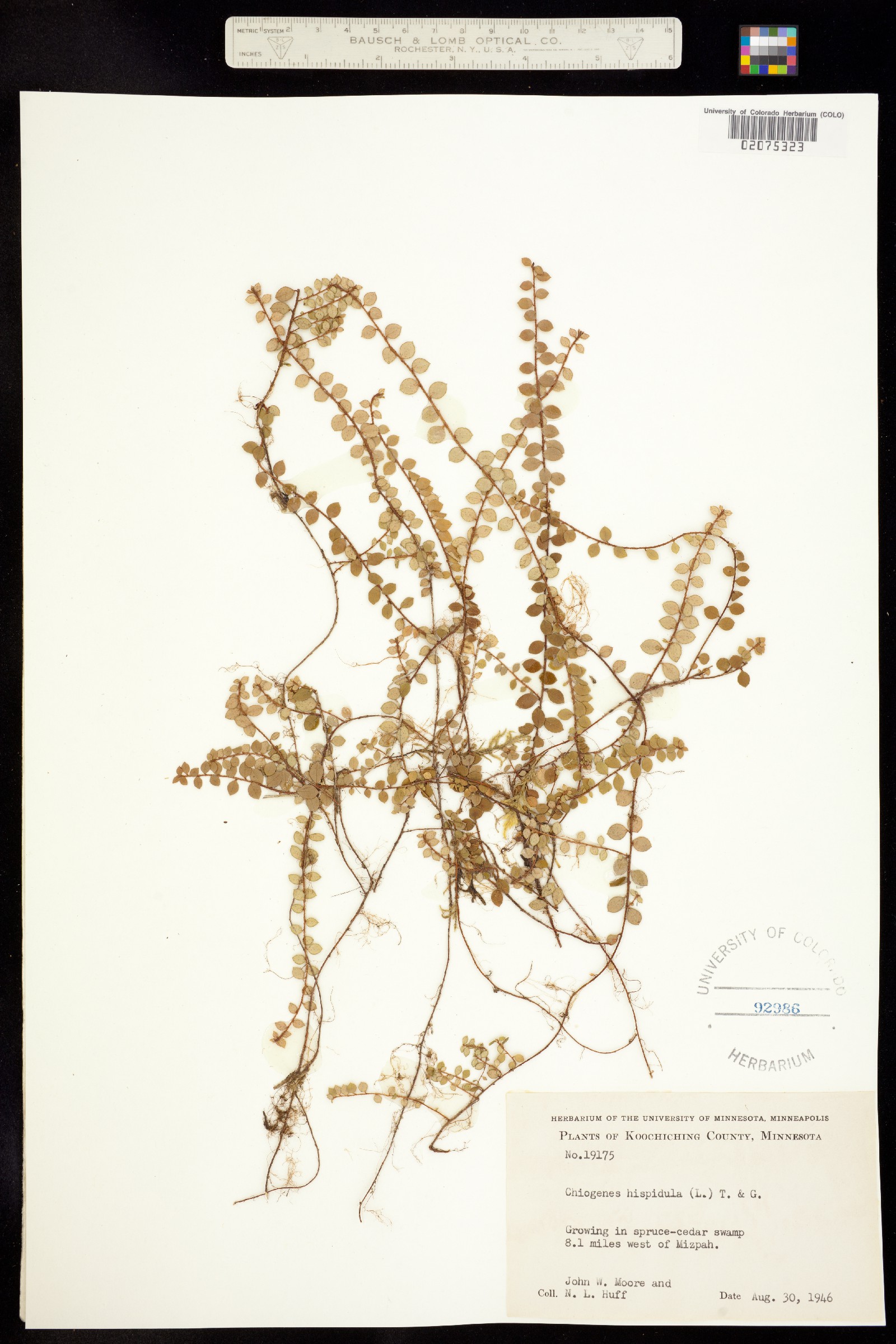 Gaultheria hispidula image