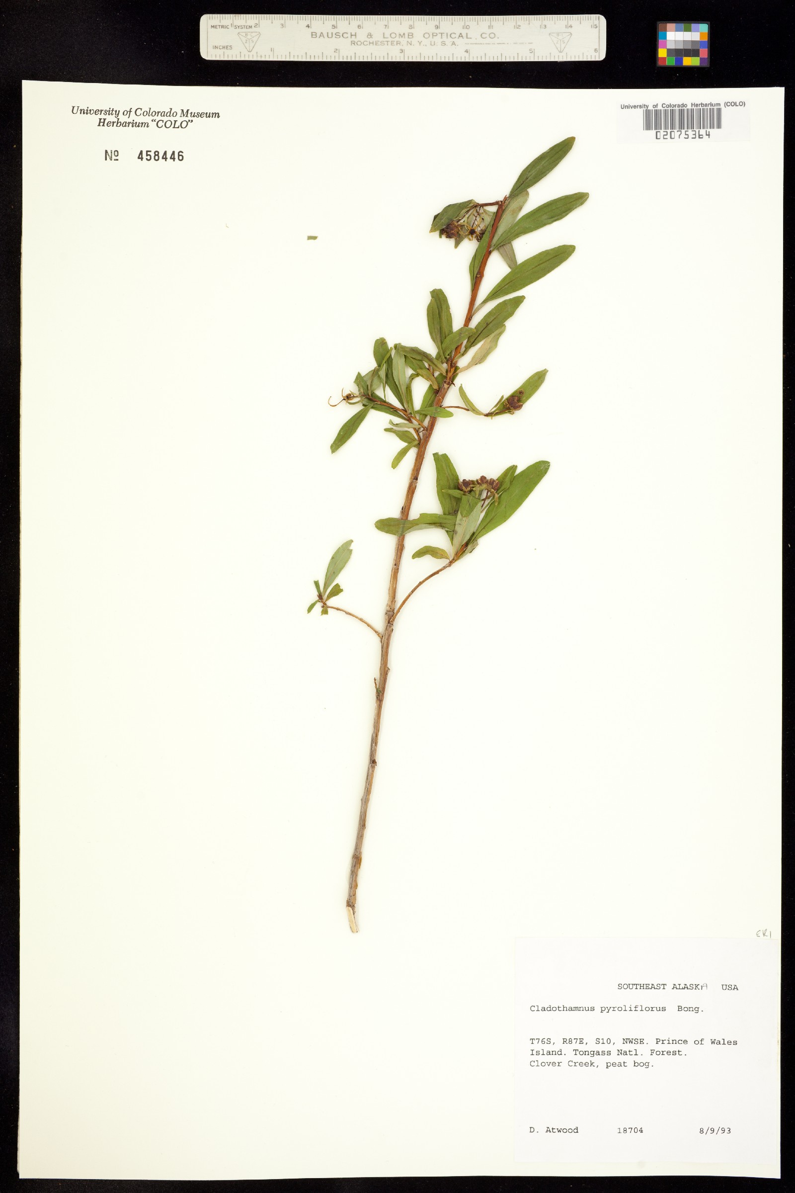 Elliottia pyroliflora image