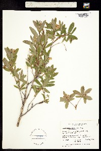 Elliottia pyroliflora image