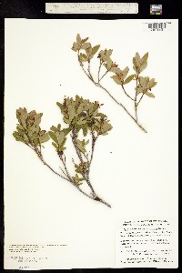 Elliottia pyroliflora image