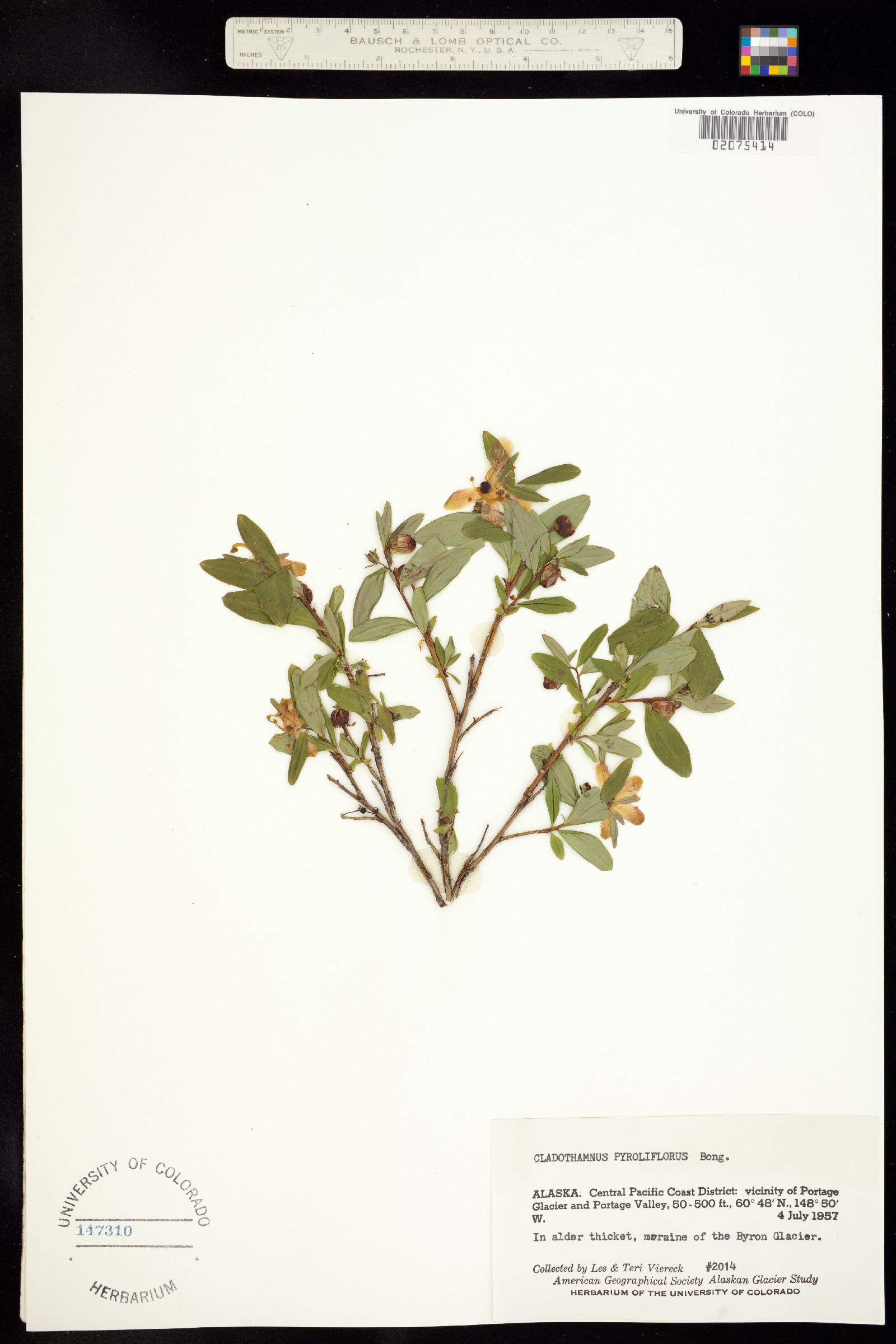 Elliottia pyroliflora image