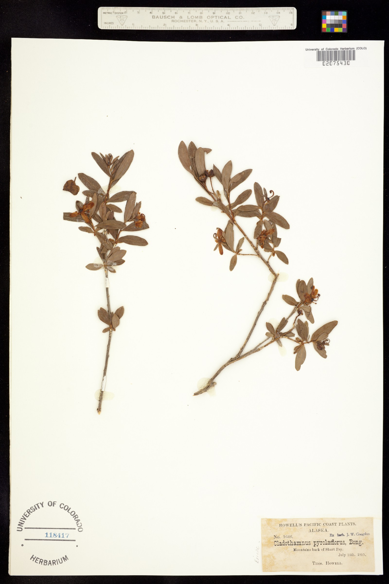 Cladothamnus pyroliflorus image