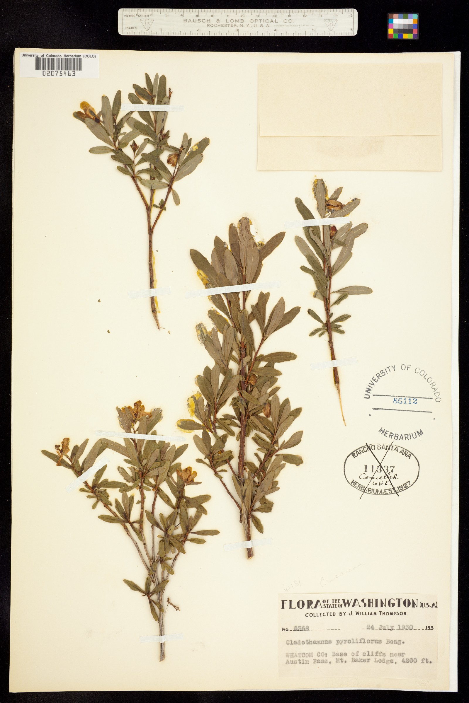 Elliottia pyroliflora image