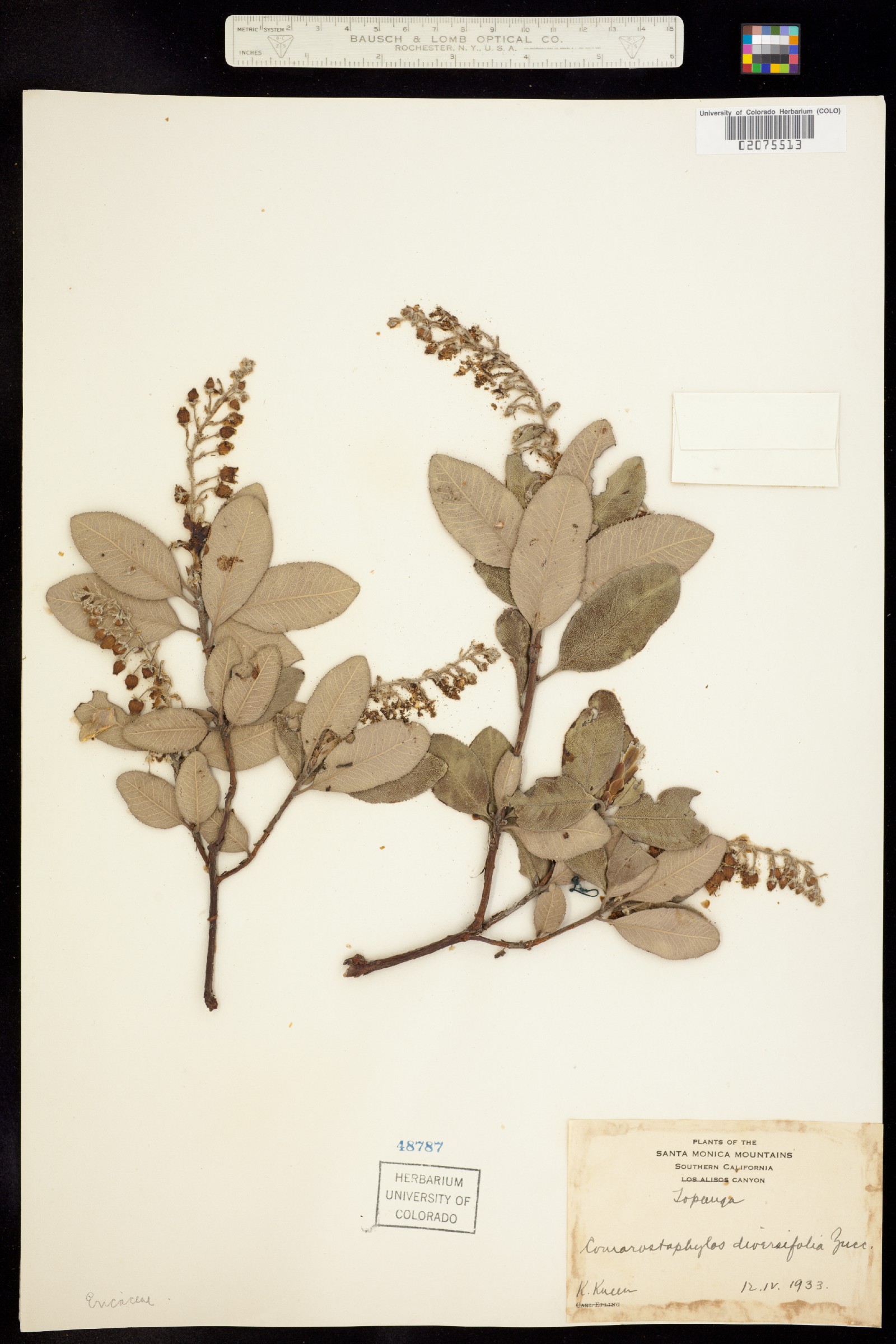 Comarostaphylis diversifolia image