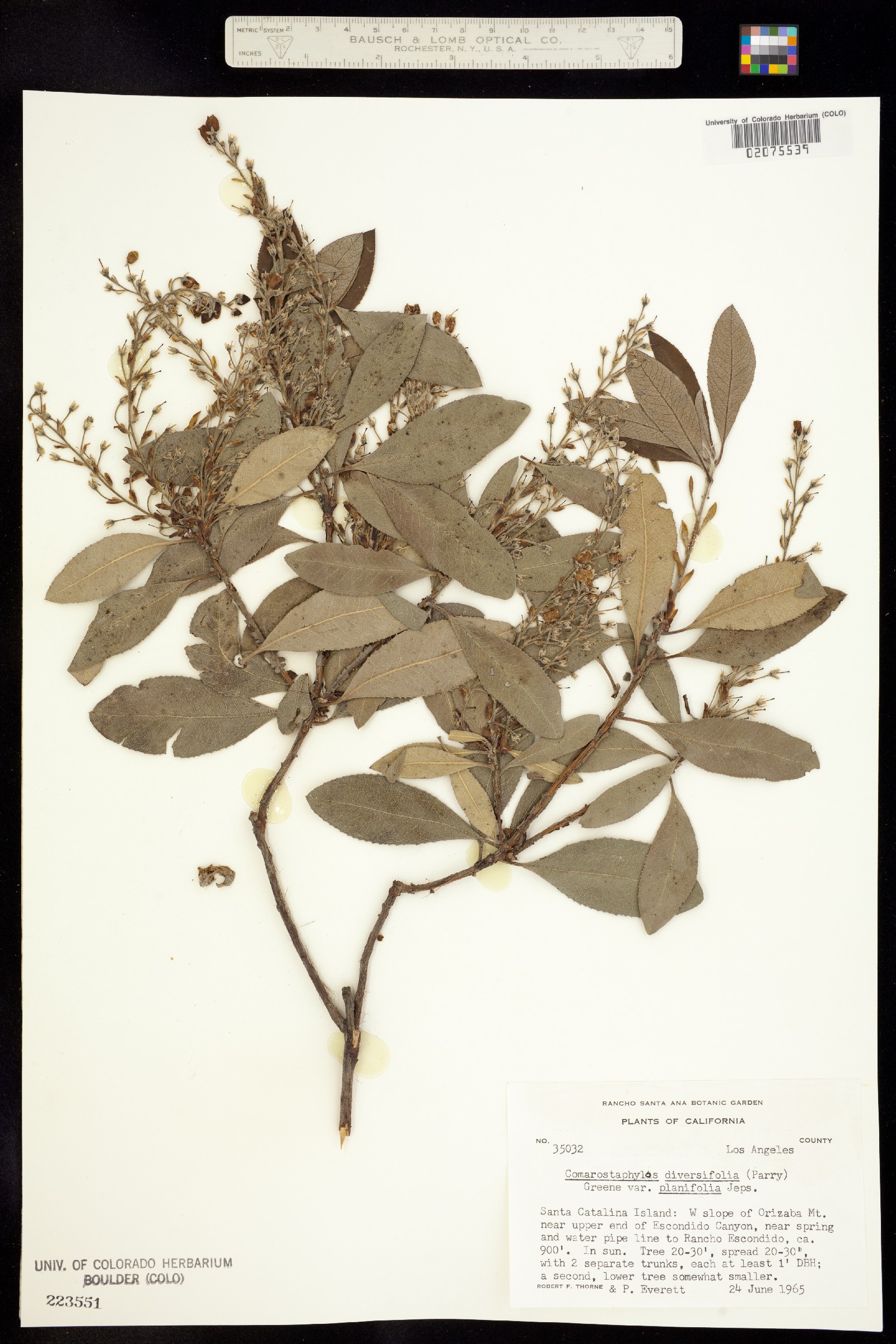 Comarostaphylis diversifolia image