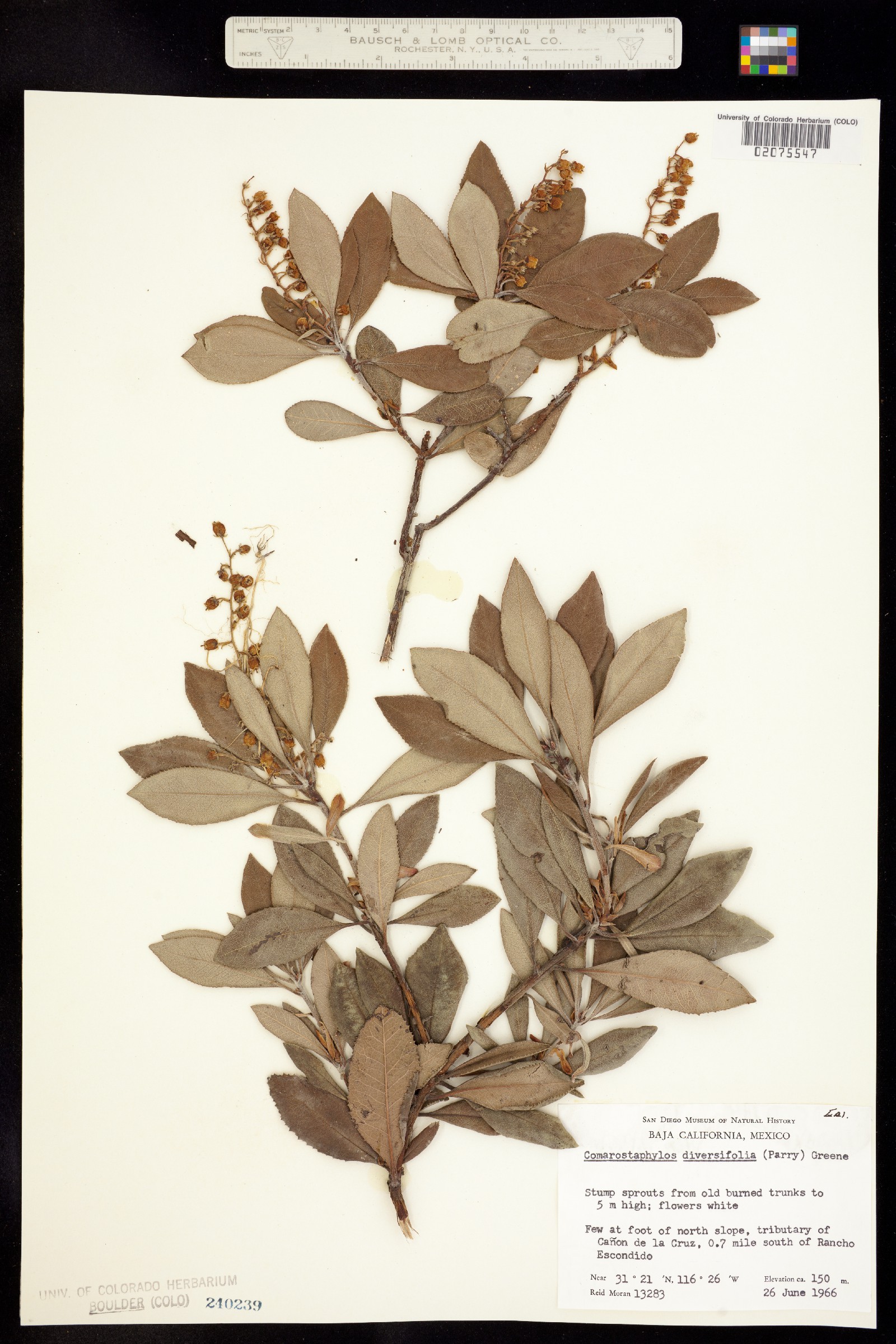 Comarostaphylis diversifolia image