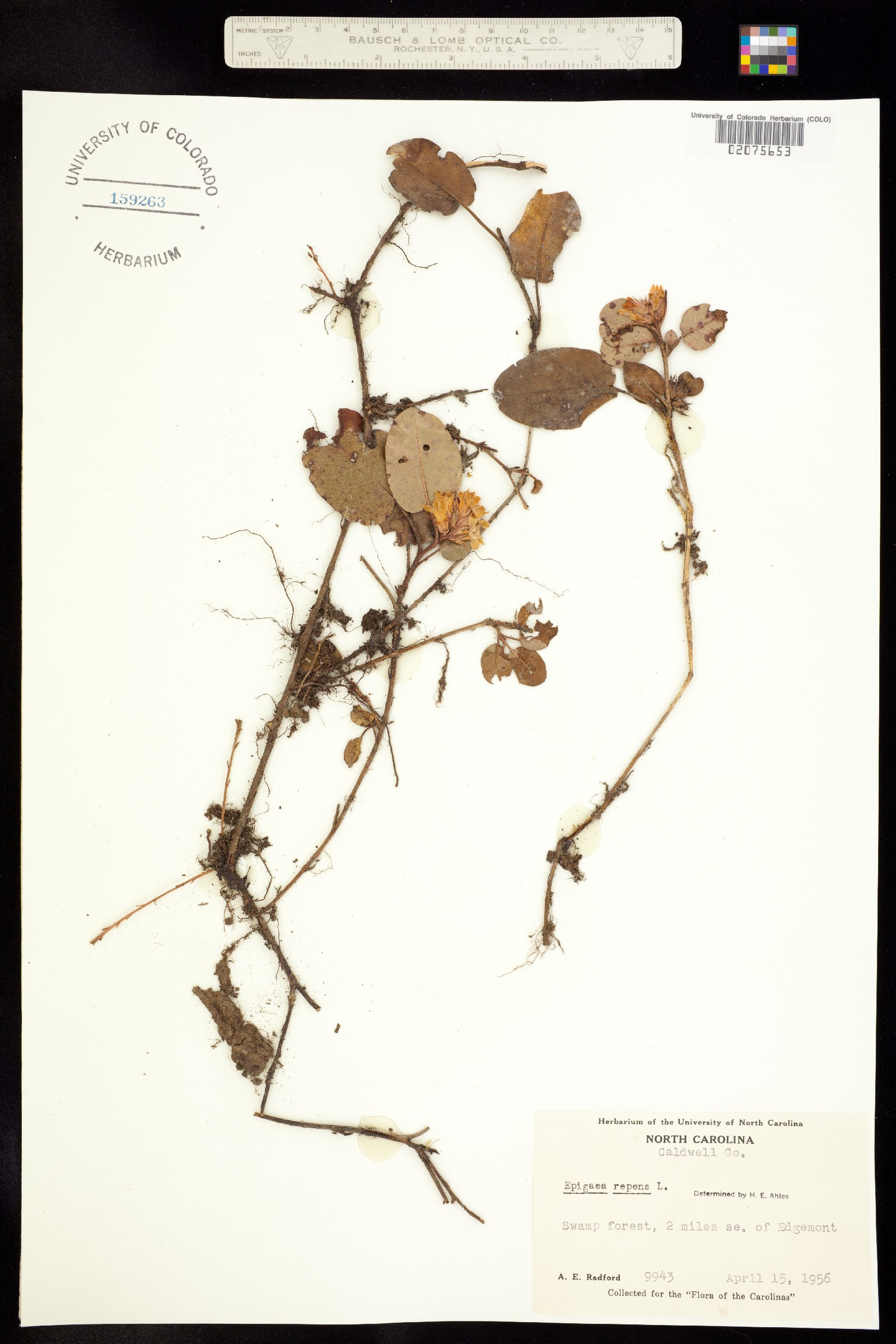 Epigaea repens image