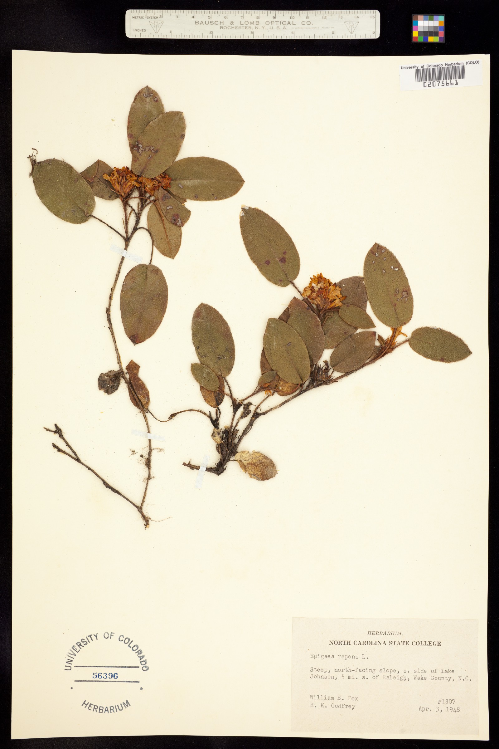 Epigaea repens image