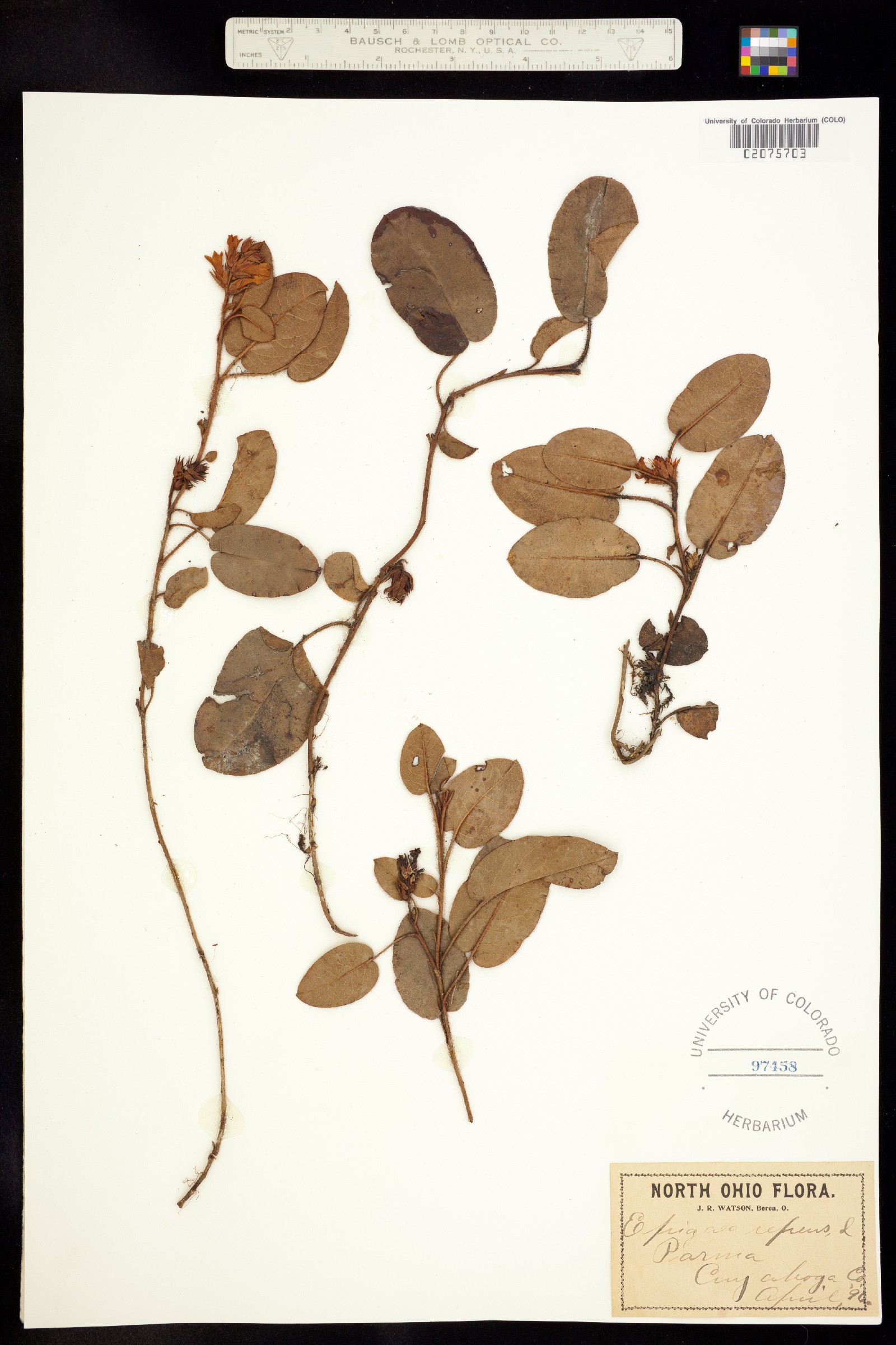 Epigaea repens image