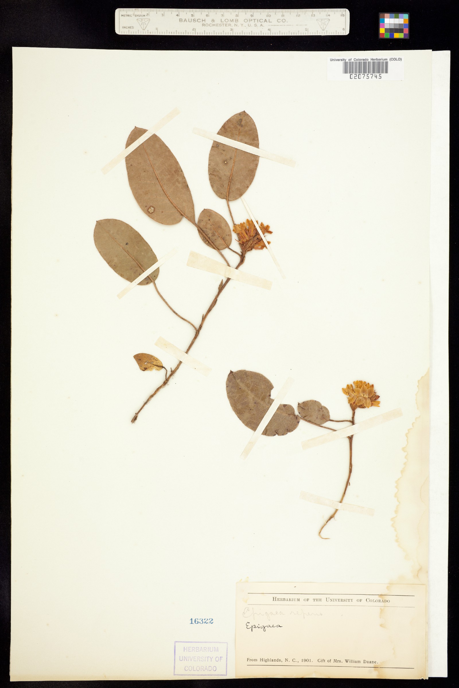 Epigaea repens image